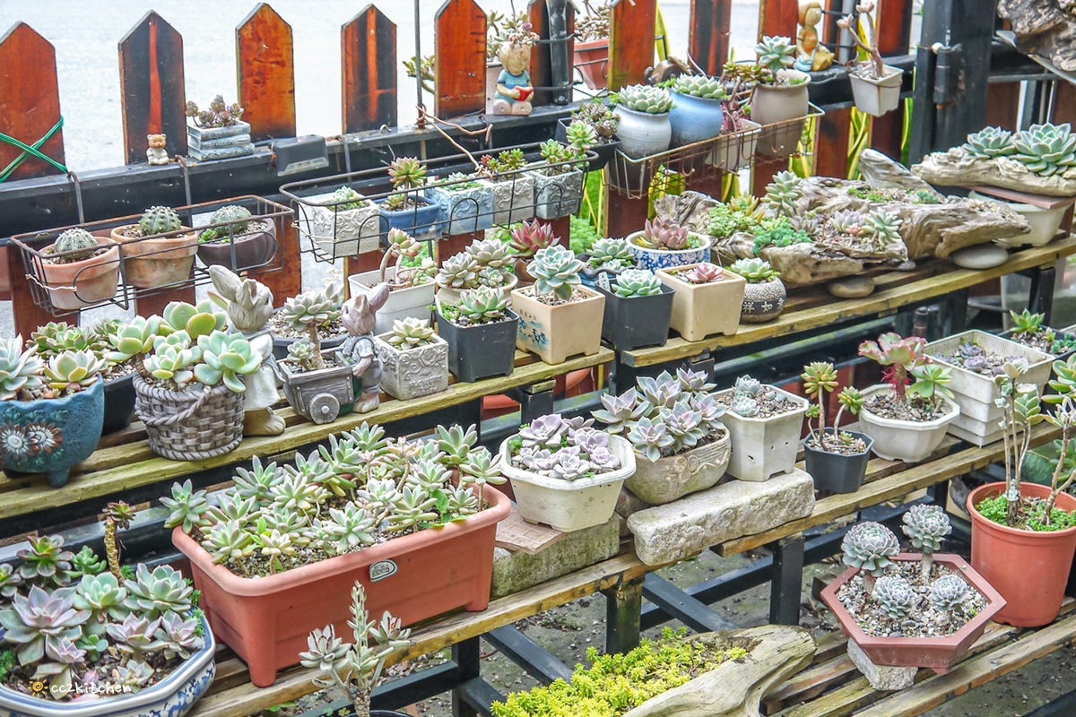 比臉還長的大魷魚整尾霸氣上桌！花蓮富里「富鄉咖啡食堂」魷魚+義大利麵或燉飯(附飲品)只要280元，CP值超高～