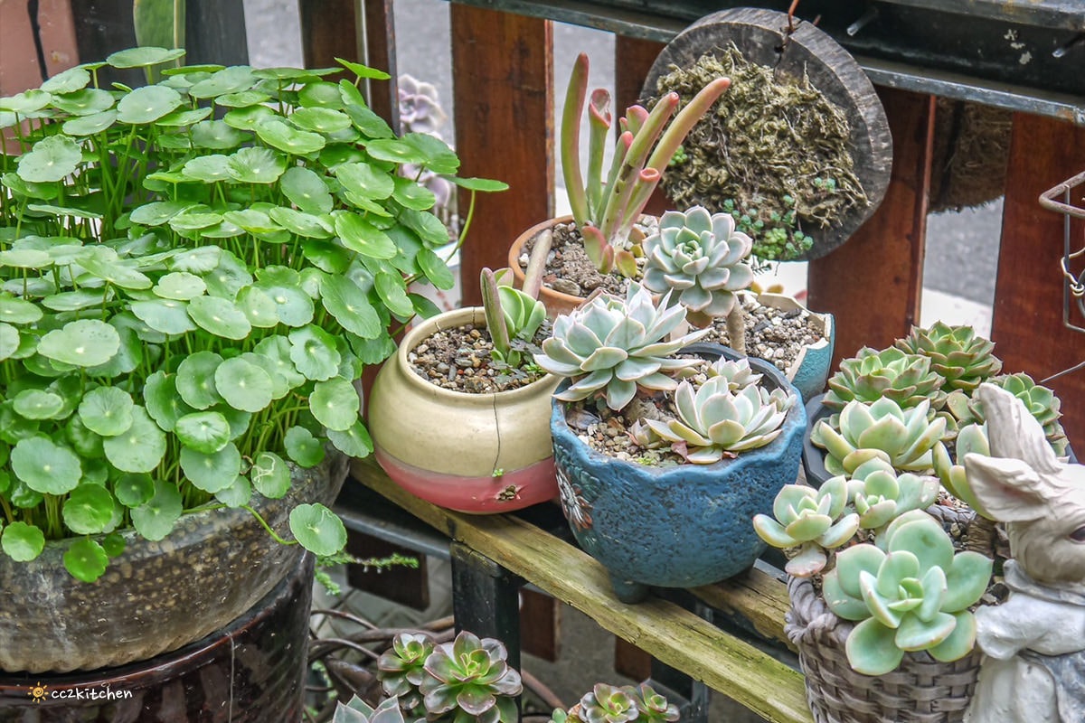 比臉還長的大魷魚整尾霸氣上桌！花蓮富里「富鄉咖啡食堂」魷魚+義大利麵或燉飯(附飲品)只要280元，CP值超高～