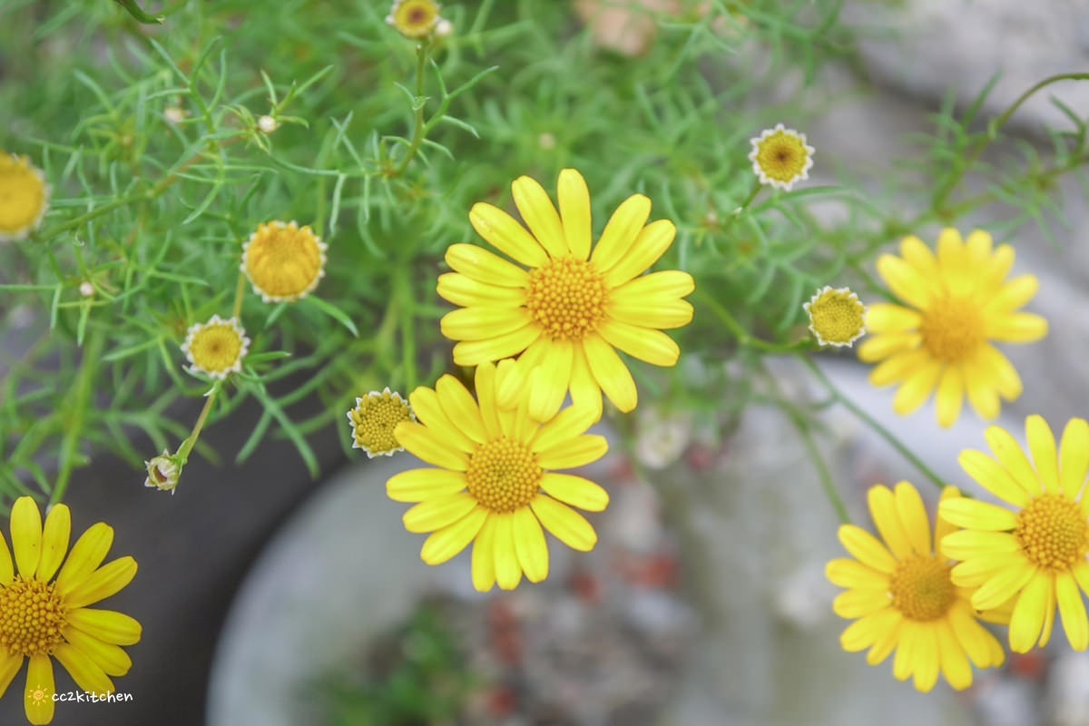 比臉還長的大魷魚整尾霸氣上桌！花蓮富里「富鄉咖啡食堂」魷魚+義大利麵或燉飯(附飲品)只要280元，CP值超高～