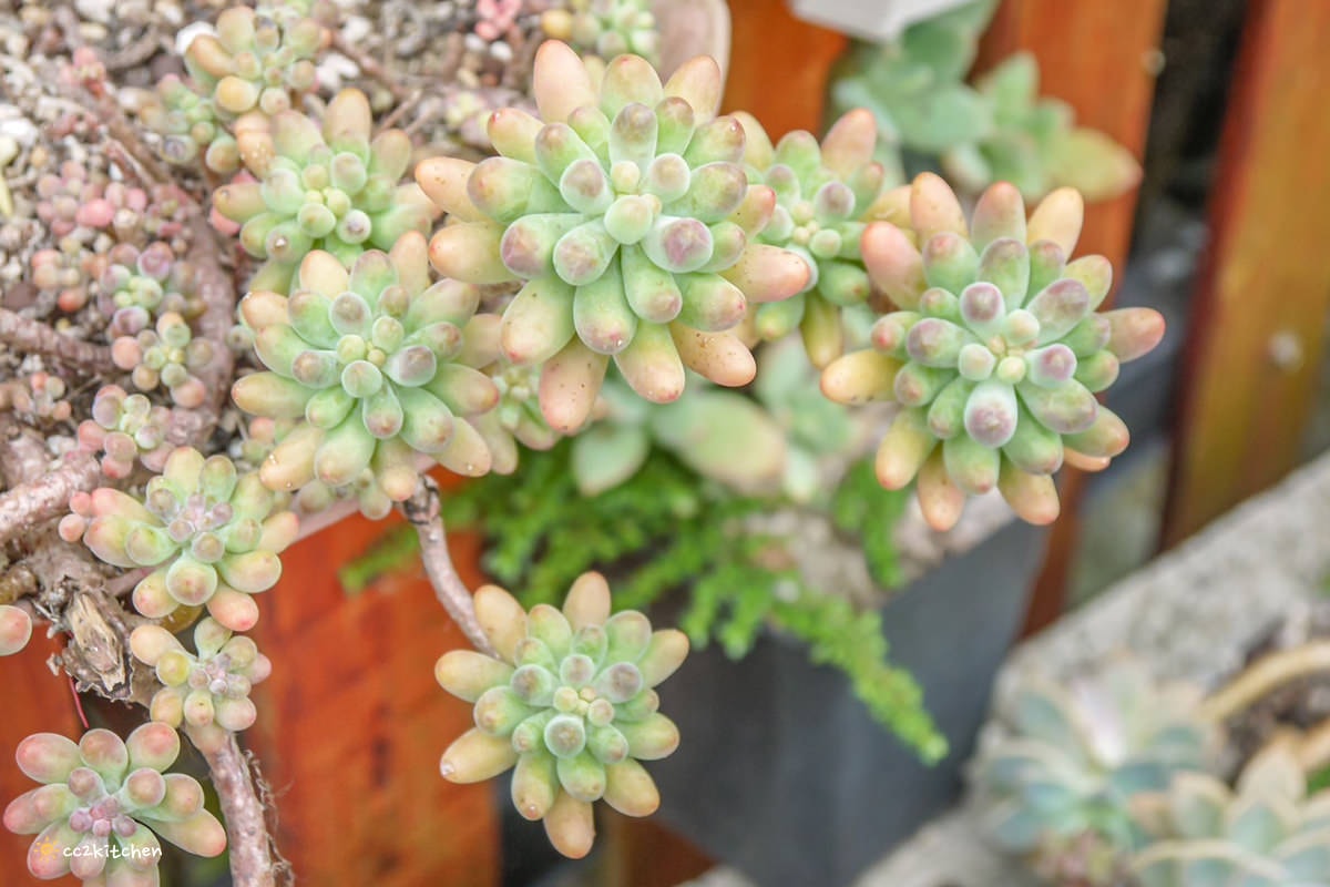 比臉還長的大魷魚整尾霸氣上桌！花蓮富里「富鄉咖啡食堂」魷魚+義大利麵或燉飯(附飲品)只要280元，CP值超高～