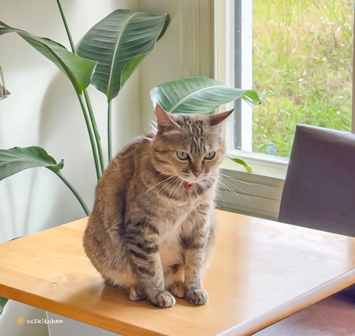 隱藏在花東縱谷裡的貓咪咖啡廳！玉里「誠家綠葉」鐵道第一排鄉間咖啡，與親人的貓咪互動、近距離看火車奔馳、品嘗美味下午茶！