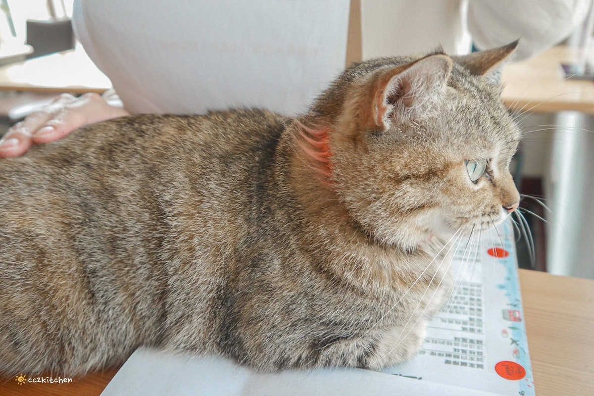 隱藏在花東縱谷裡的貓咪咖啡廳！玉里「誠家綠葉」鐵道第一排鄉間咖啡，與親人的貓咪互動、近距離看火車奔馳、品嘗美味下午茶！