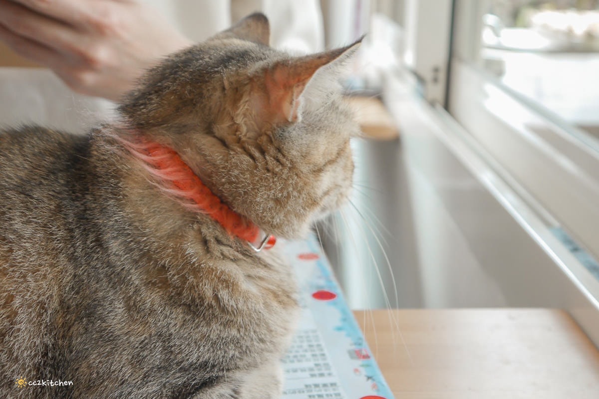 隱藏在花東縱谷裡的貓咪咖啡廳！玉里「誠家綠葉」鐵道第一排鄉間咖啡，與親人的貓咪互動、近距離看火車奔馳、品嘗美味下午茶！