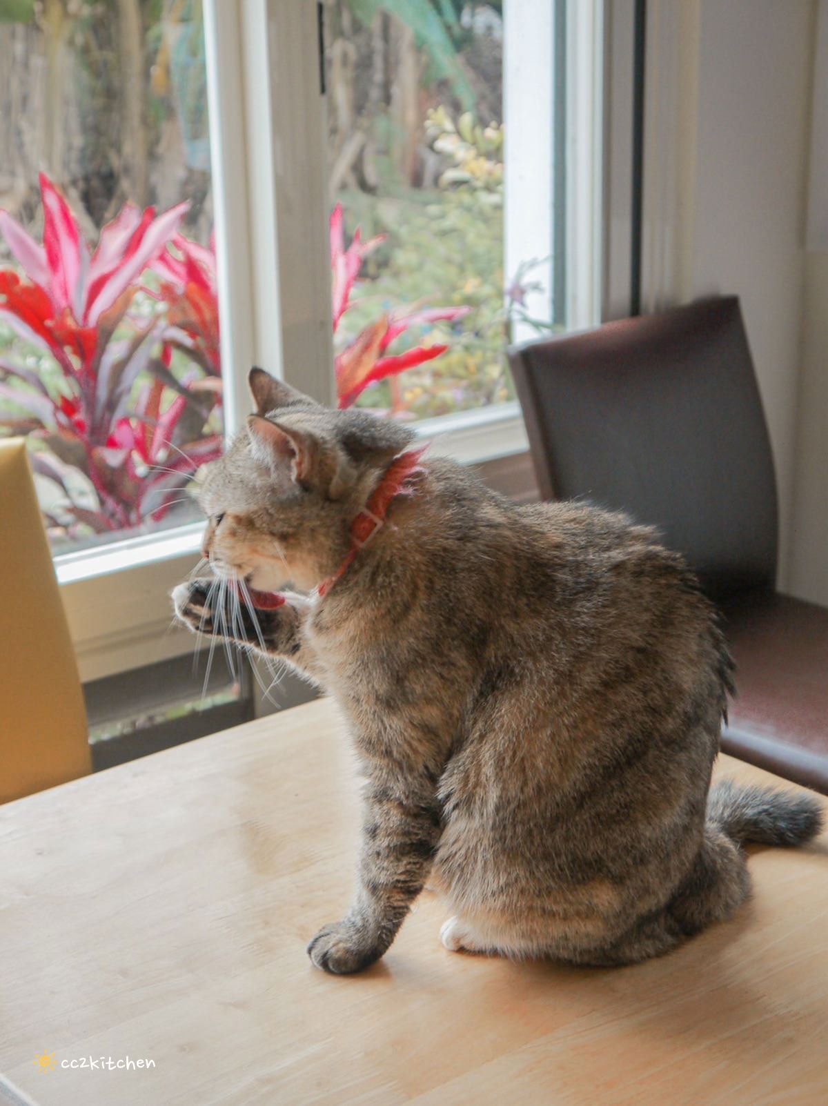 隱藏在花東縱谷裡的貓咪咖啡廳！玉里「誠家綠葉」鐵道第一排鄉間咖啡，與親人的貓咪互動、近距離看火車奔馳、品嘗美味下午茶！