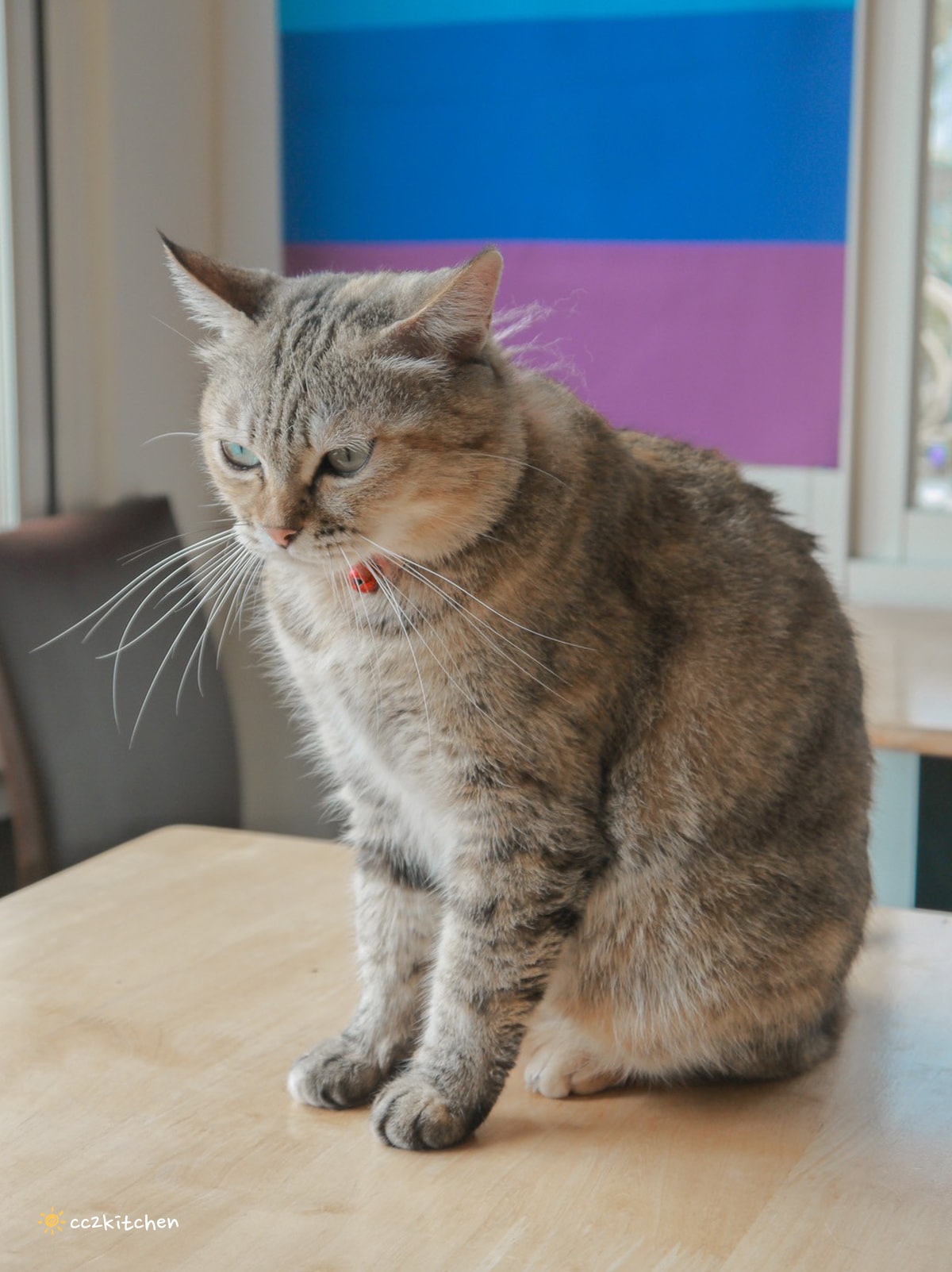 隱藏在花東縱谷裡的貓咪咖啡廳！玉里「誠家綠葉」鐵道第一排鄉間咖啡，與親人的貓咪互動、近距離看火車奔馳、品嘗美味下午茶！