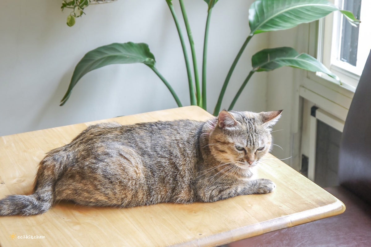 隱藏在花東縱谷裡的貓咪咖啡廳！玉里「誠家綠葉」鐵道第一排鄉間咖啡，與親人的貓咪互動、近距離看火車奔馳、品嘗美味下午茶！