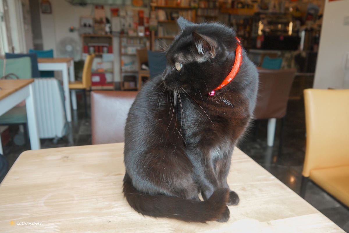 隱藏在花東縱谷裡的貓咪咖啡廳！玉里「誠家綠葉」鐵道第一排鄉間咖啡，與親人的貓咪互動、近距離看火車奔馳、品嘗美味下午茶！