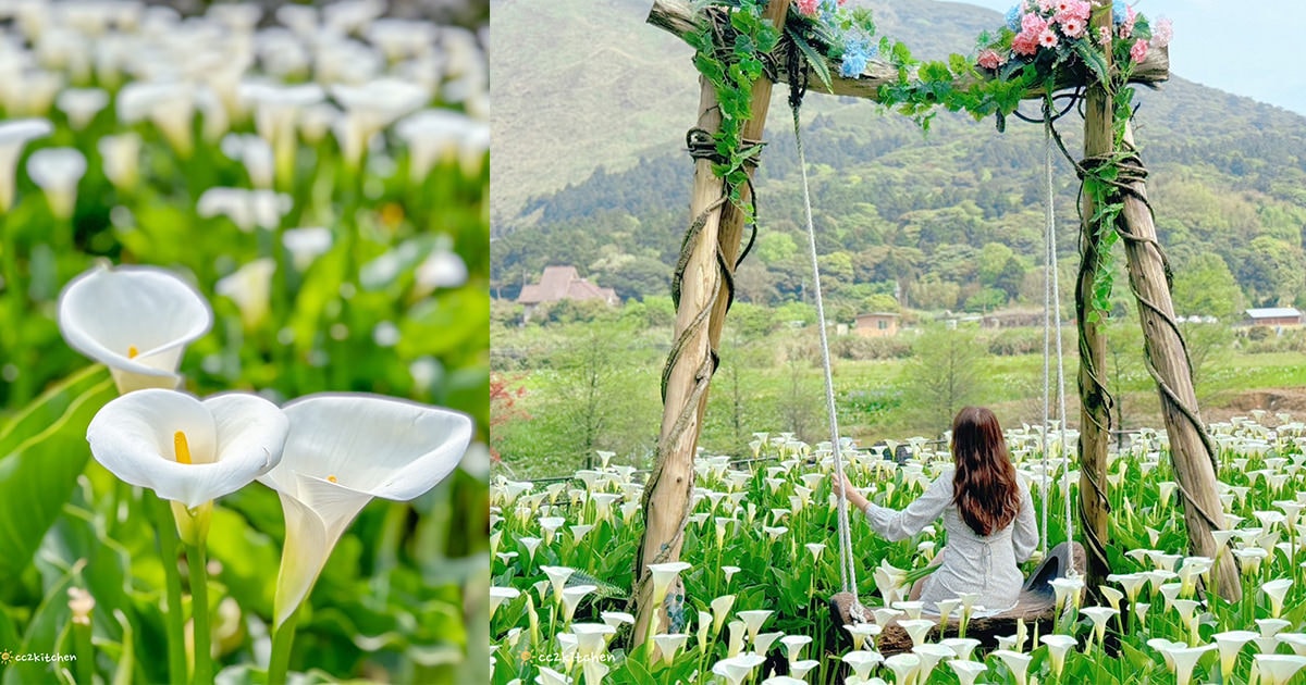 【2024陽明山竹子湖海芋季】名陽匍休閒農莊夢幻海芋田～網美盪鞦韆、童趣發條噗噗車造景，超好拍！入園可帶海芋回家。