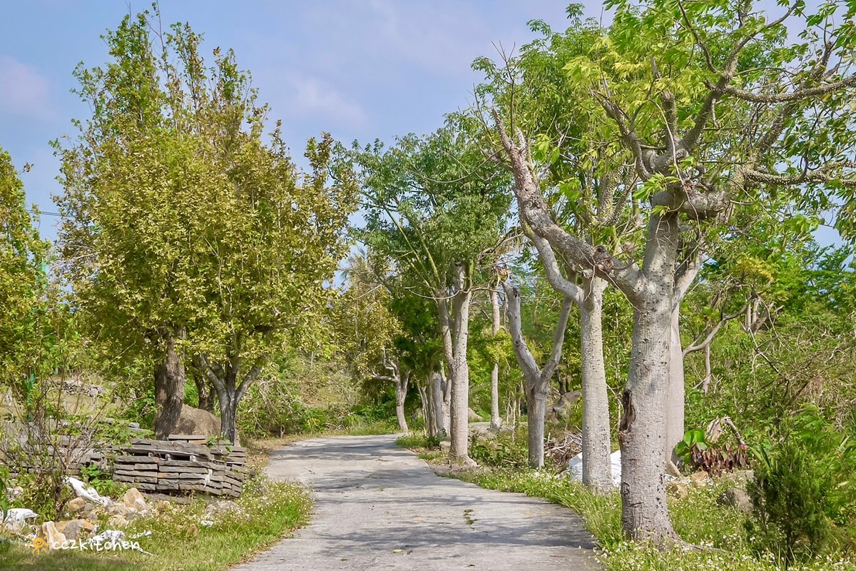 台東海景咖啡「沙伯迪澳橄欖莊園SOBDEALL」，都蘭山下的秘境咖啡，依山傍海坐擁蔚藍海景與蒼鬱山景。