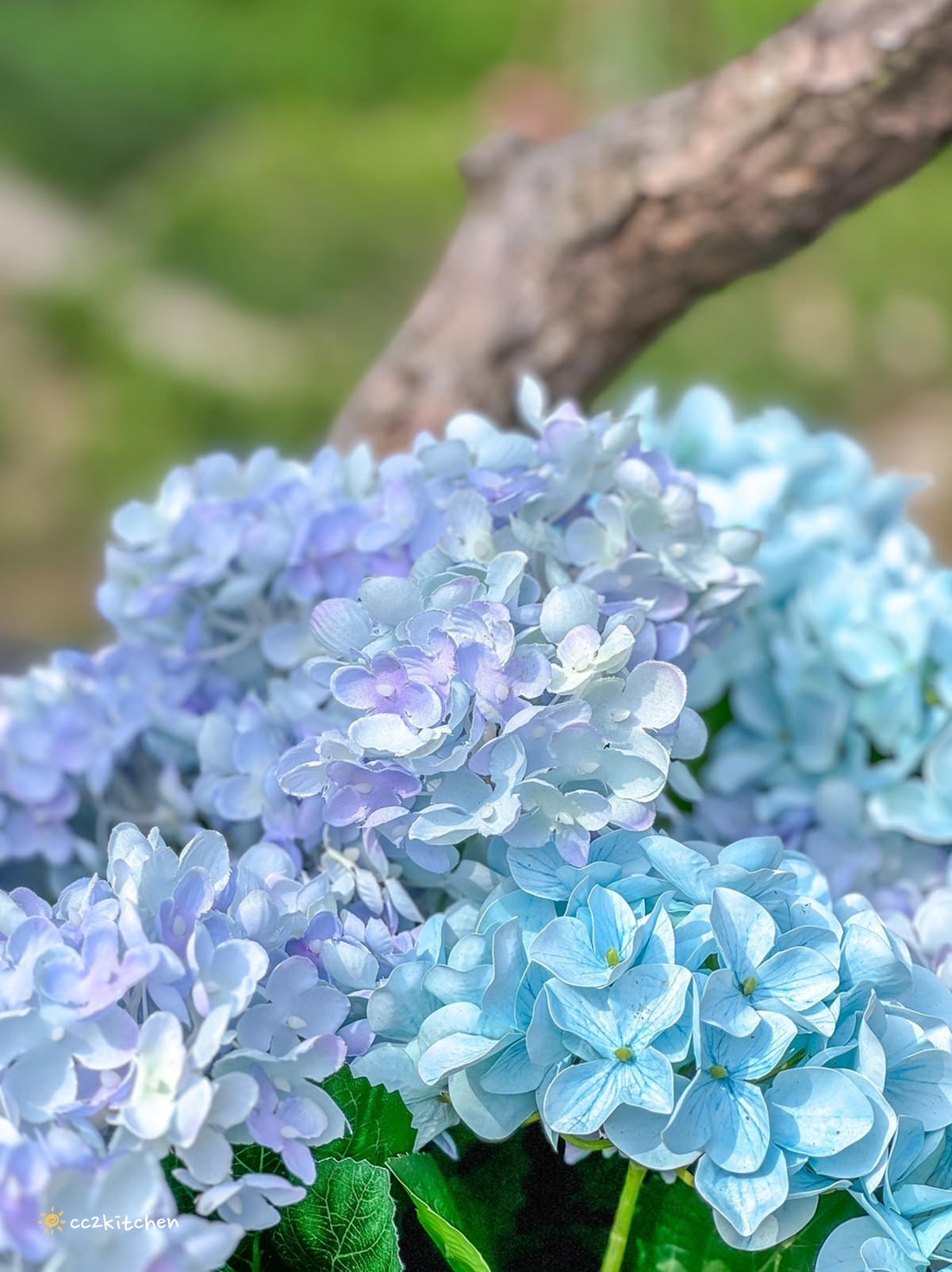 【2024陽明山竹子湖海芋季】名陽匍休閒農莊夢幻海芋田～網美盪鞦韆、童趣發條噗噗車造景，超好拍！入園可帶海芋回家。