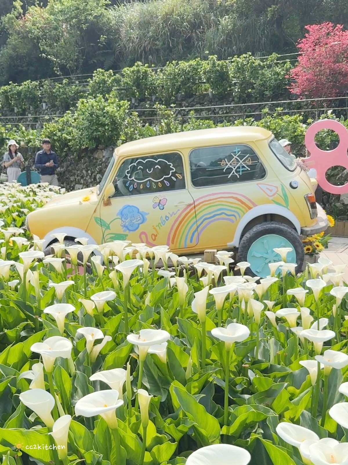 【2024陽明山竹子湖海芋季】名陽匍休閒農莊夢幻海芋田～網美盪鞦韆、童趣發條噗噗車造景，超好拍！入園可帶海芋回家。