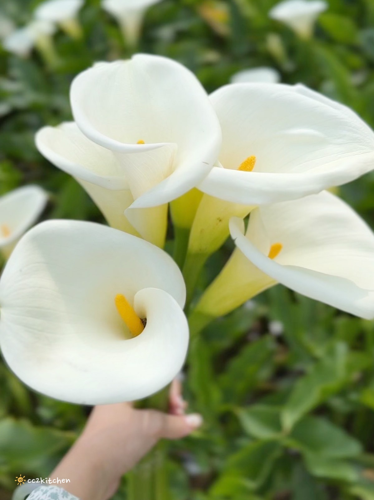 【2024陽明山竹子湖海芋季】名陽匍休閒農莊夢幻海芋田～網美盪鞦韆、童趣發條噗噗車造景，超好拍！入園可帶海芋回家。