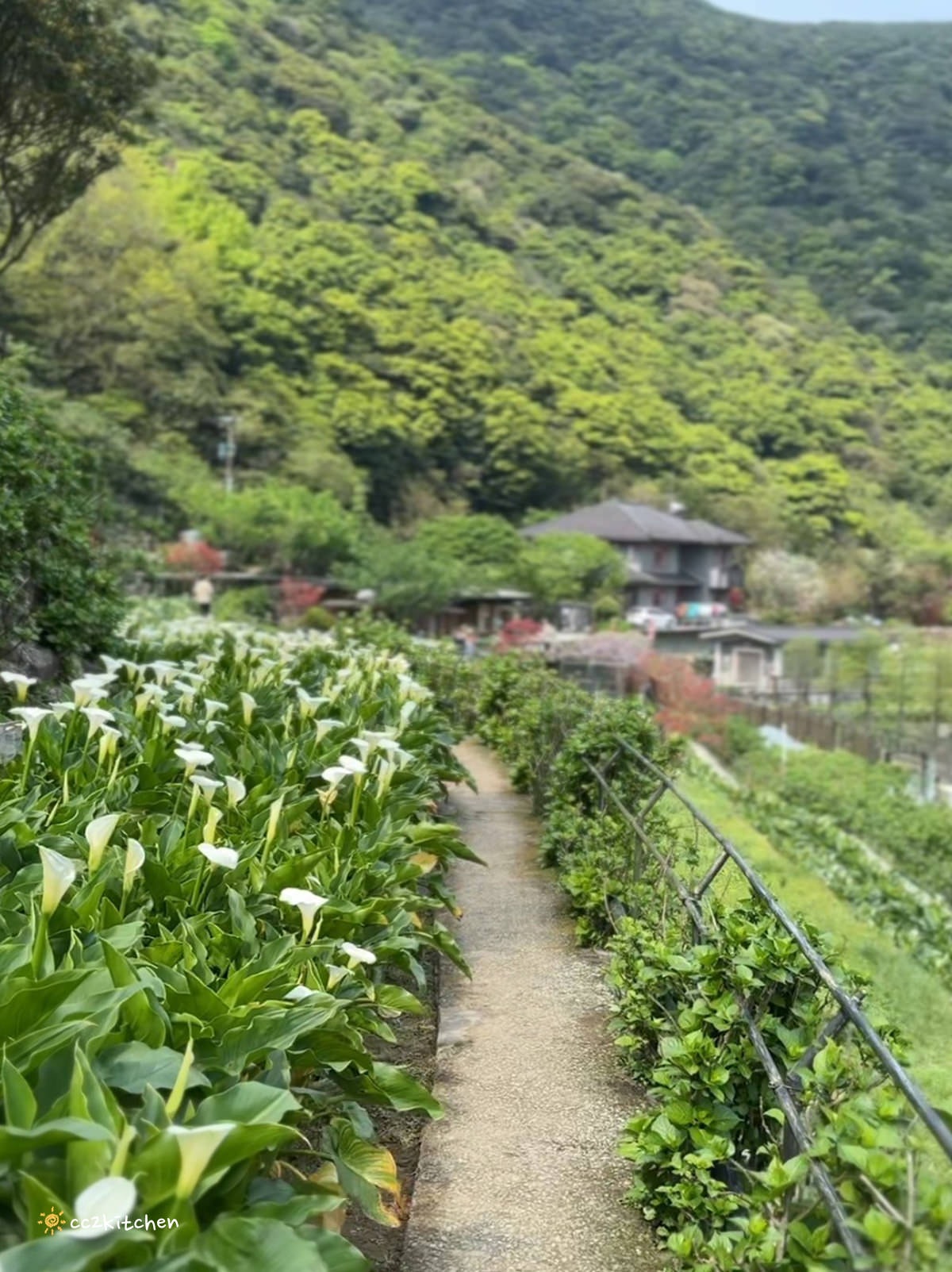 【2024陽明山竹子湖海芋季】名陽匍休閒農莊夢幻海芋田～網美盪鞦韆、童趣發條噗噗車造景，超好拍！入園可帶海芋回家。