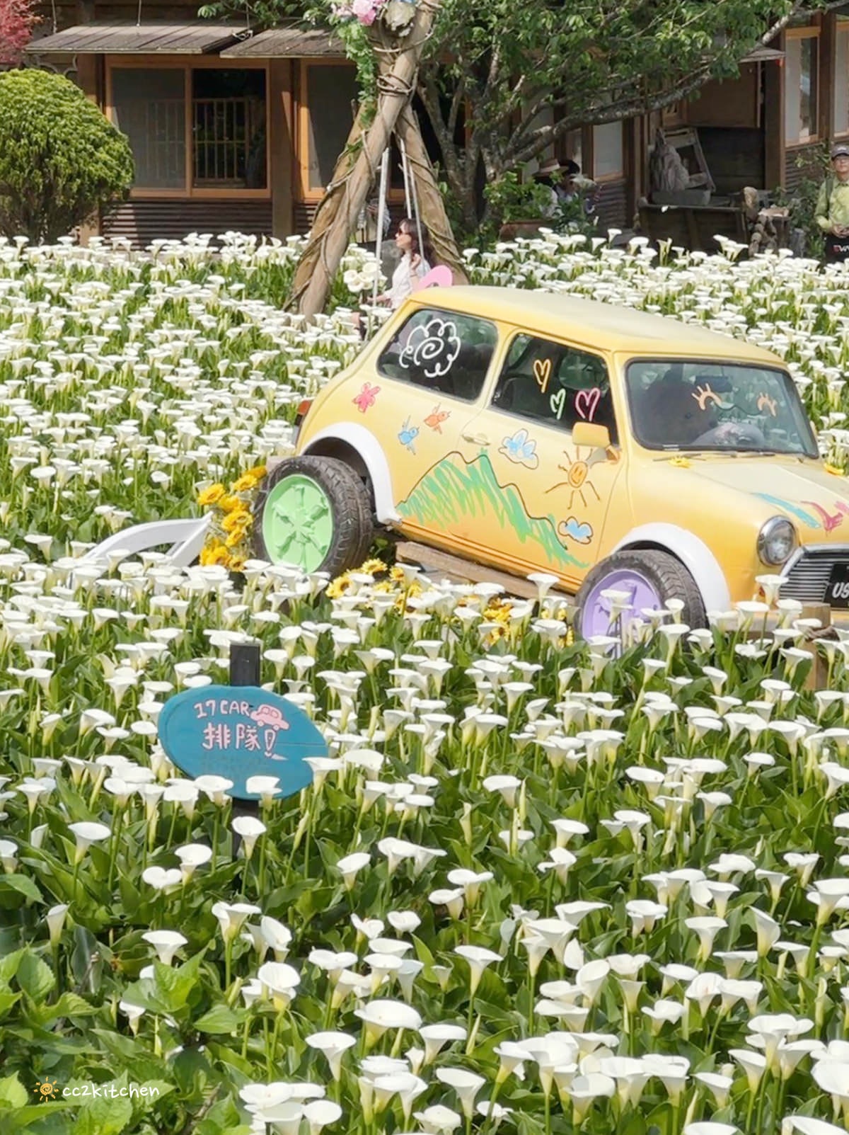 【2024陽明山竹子湖海芋季】名陽匍休閒農莊夢幻海芋田～網美盪鞦韆、童趣發條噗噗車造景，超好拍！入園可帶海芋回家。