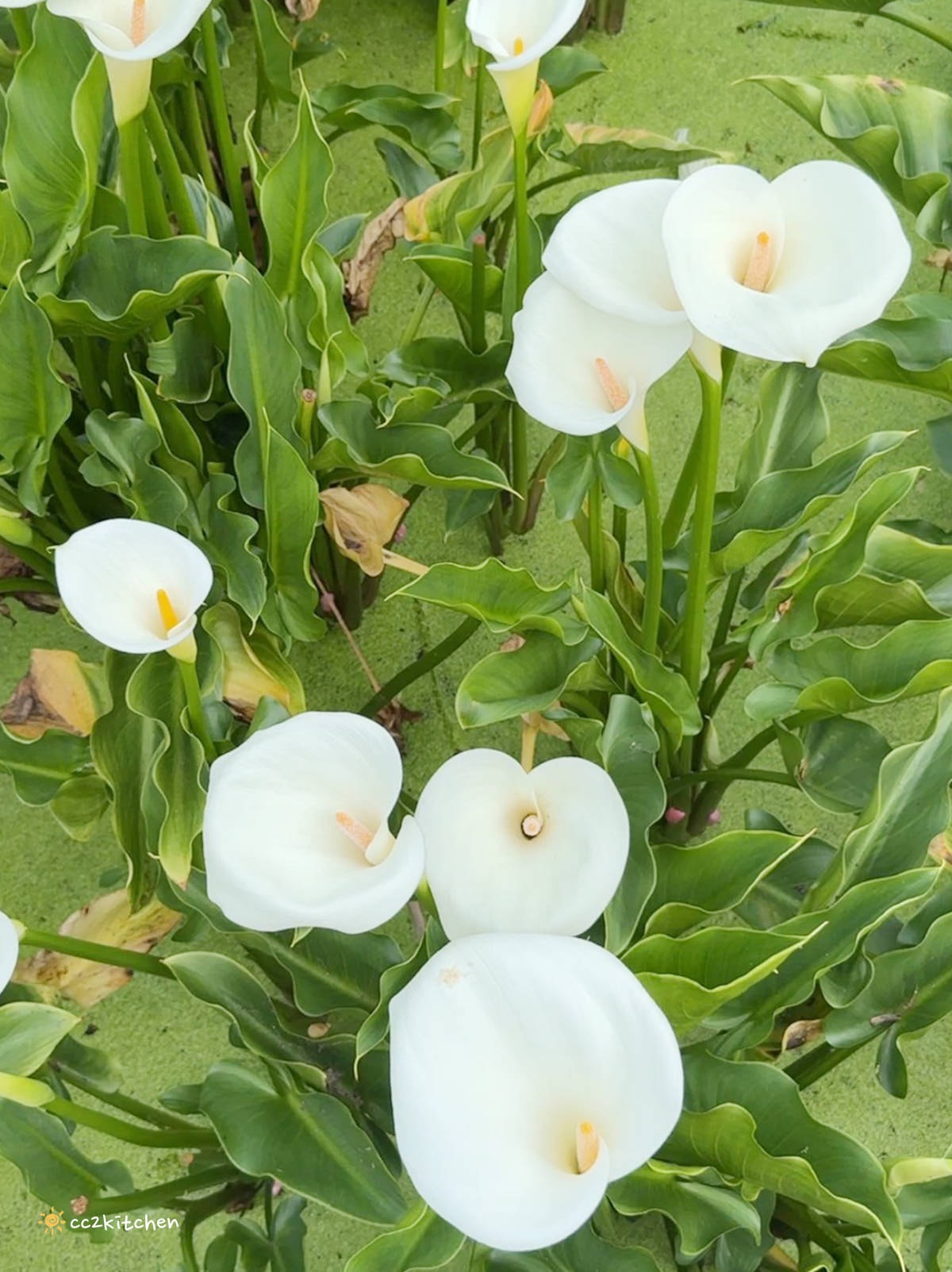 【2024陽明山竹子湖海芋季】名陽匍休閒農莊夢幻海芋田～網美盪鞦韆、童趣發條噗噗車造景，超好拍！入園可帶海芋回家。