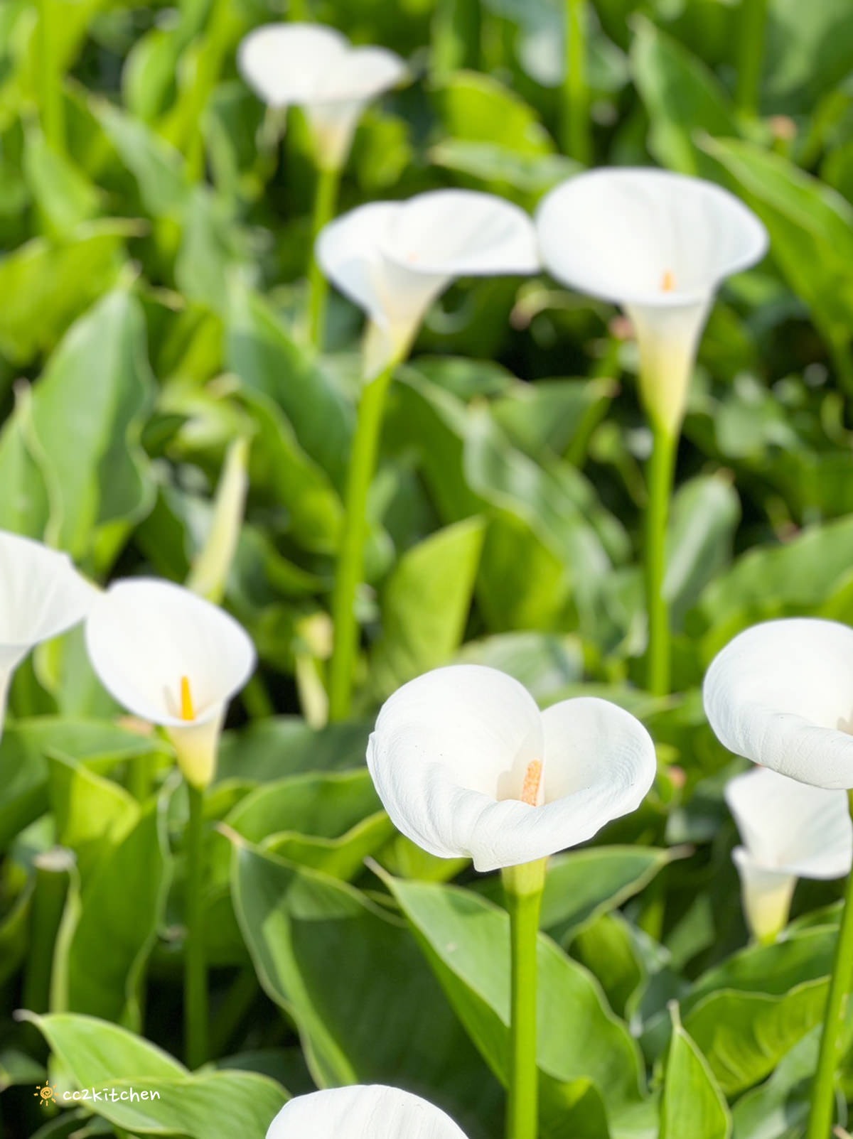 【2024陽明山竹子湖海芋季】名陽匍休閒農莊夢幻海芋田～網美盪鞦韆、童趣發條噗噗車造景，超好拍！入園可帶海芋回家。