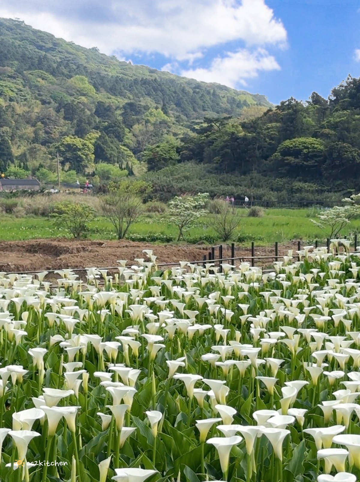 【2024陽明山竹子湖海芋季】名陽匍休閒農莊夢幻海芋田～網美盪鞦韆、童趣發條噗噗車造景，超好拍！入園可帶海芋回家。