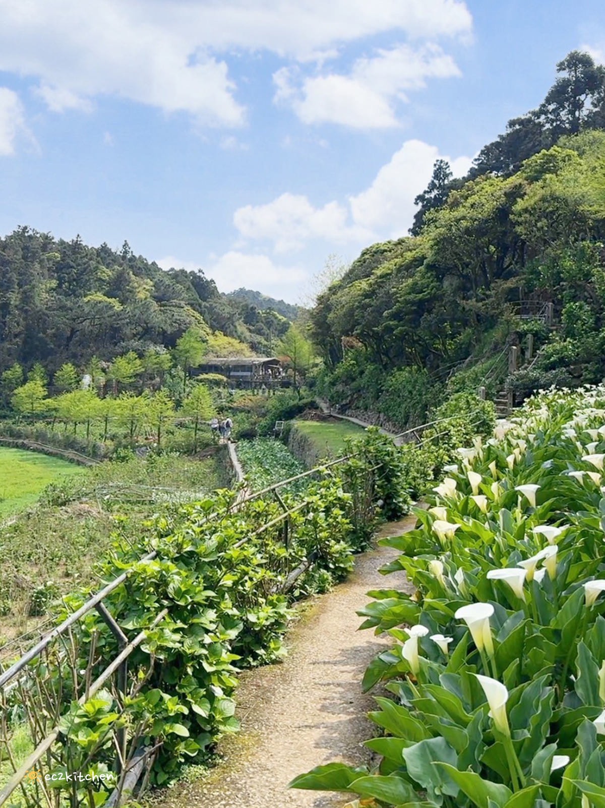 【2024陽明山竹子湖海芋季】名陽匍休閒農莊夢幻海芋田～網美盪鞦韆、童趣發條噗噗車造景，超好拍！入園可帶海芋回家。
