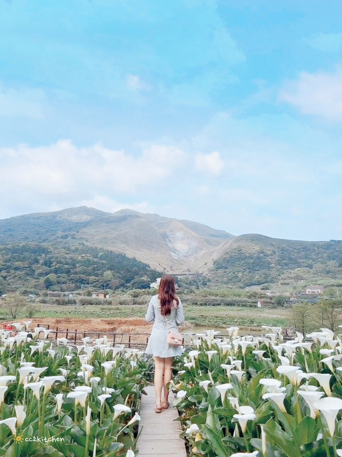 【2024陽明山竹子湖海芋季】名陽匍休閒農莊夢幻海芋田～網美盪鞦韆、童趣發條噗噗車造景，超好拍！入園可帶海芋回家。