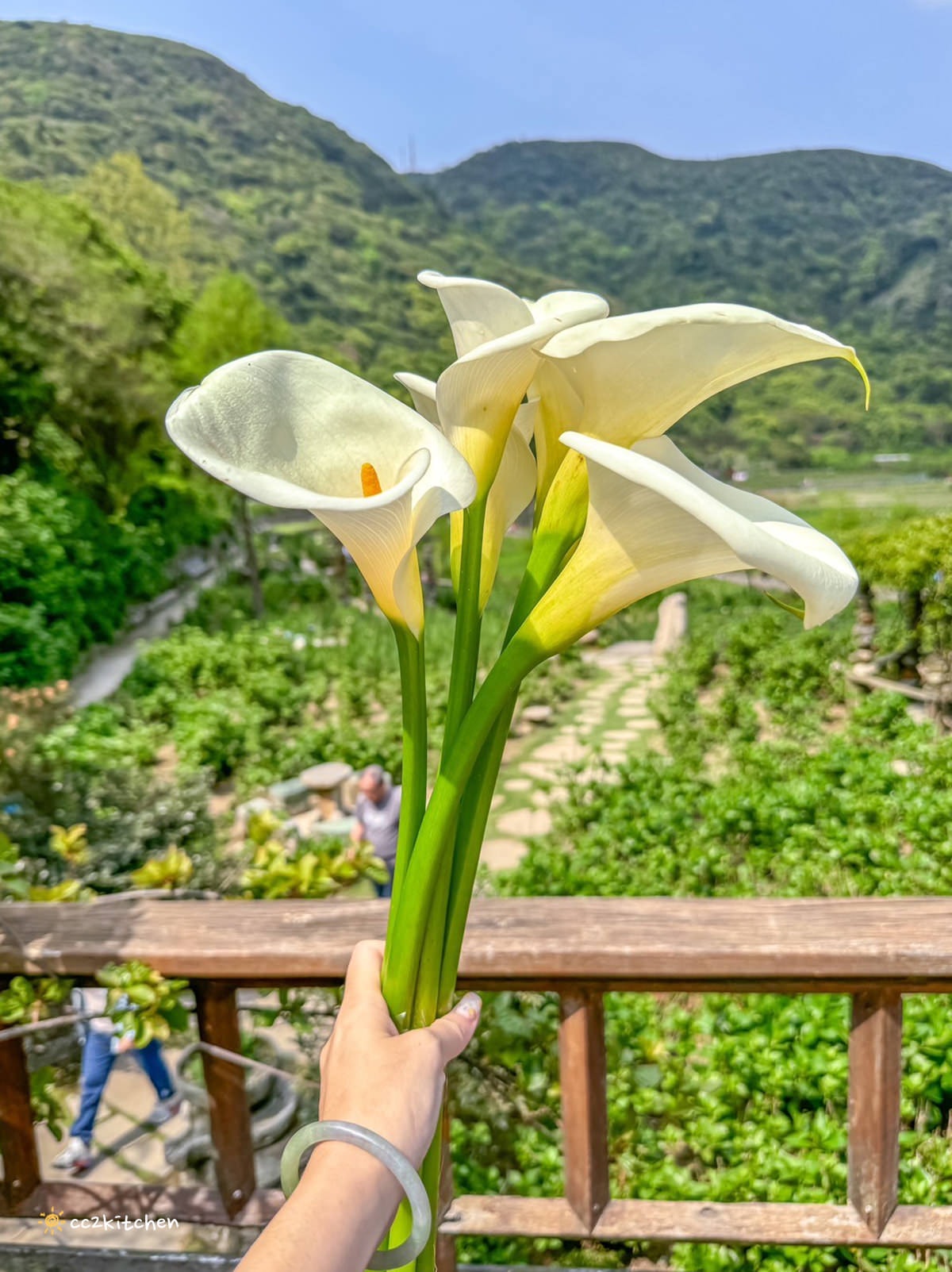 【2024陽明山竹子湖海芋季】名陽匍休閒農莊夢幻海芋田～網美盪鞦韆、童趣發條噗噗車造景，超好拍！入園可帶海芋回家。