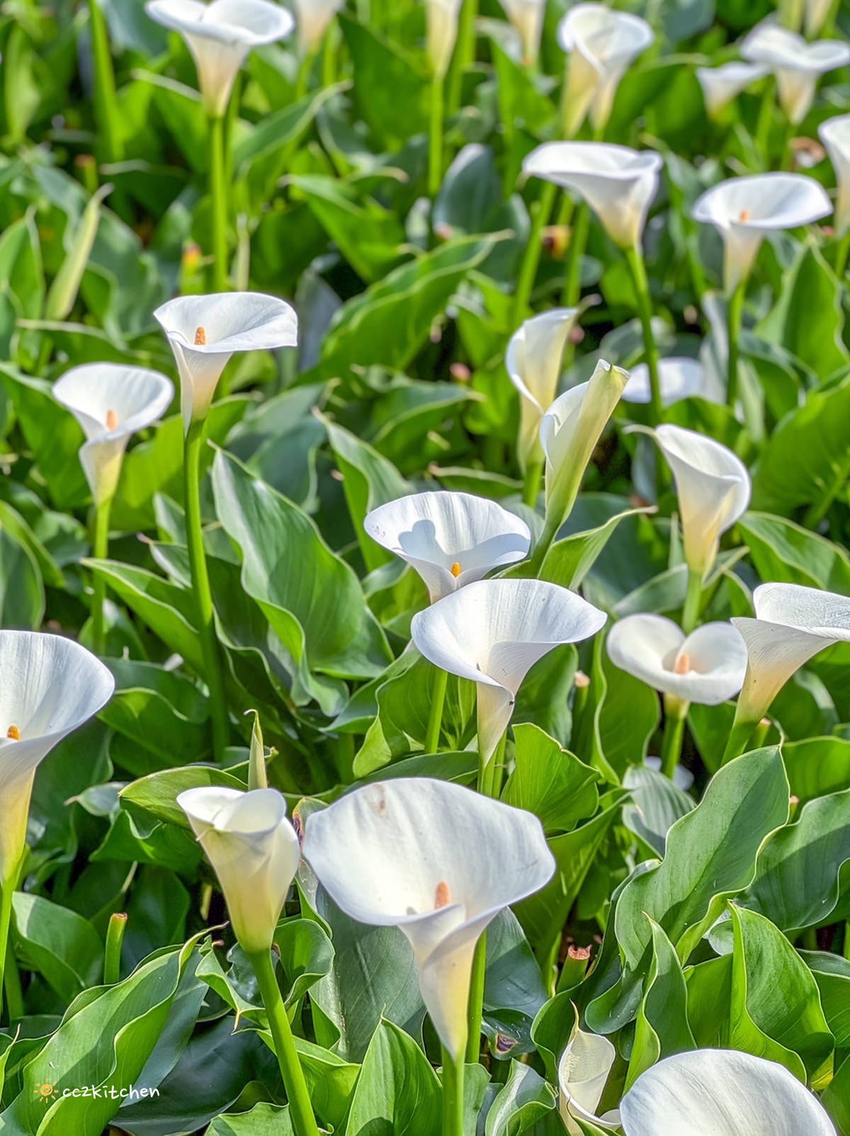 【2024陽明山竹子湖海芋季】名陽匍休閒農莊夢幻海芋田～網美盪鞦韆、童趣發條噗噗車造景，超好拍！入園可帶海芋回家。