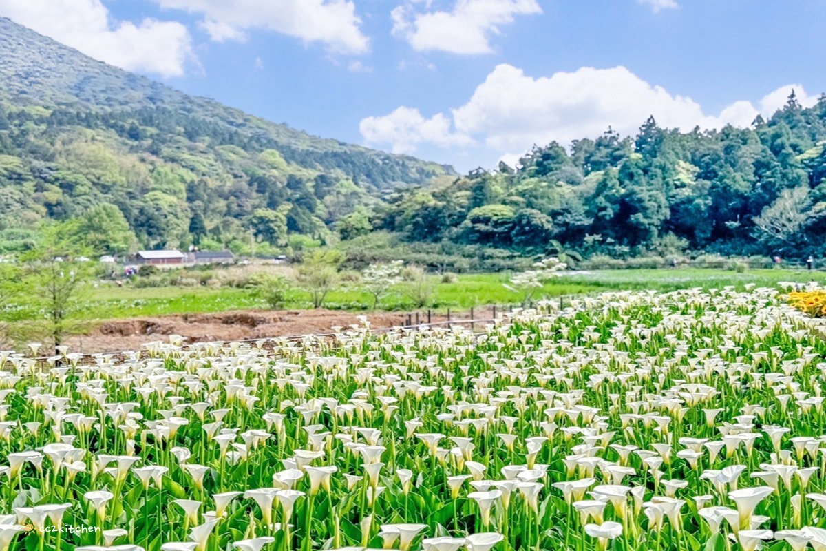 【2024陽明山竹子湖海芋季】名陽匍休閒農莊夢幻海芋田～網美盪鞦韆、童趣發條噗噗車造景，超好拍！入園可帶海芋回家。