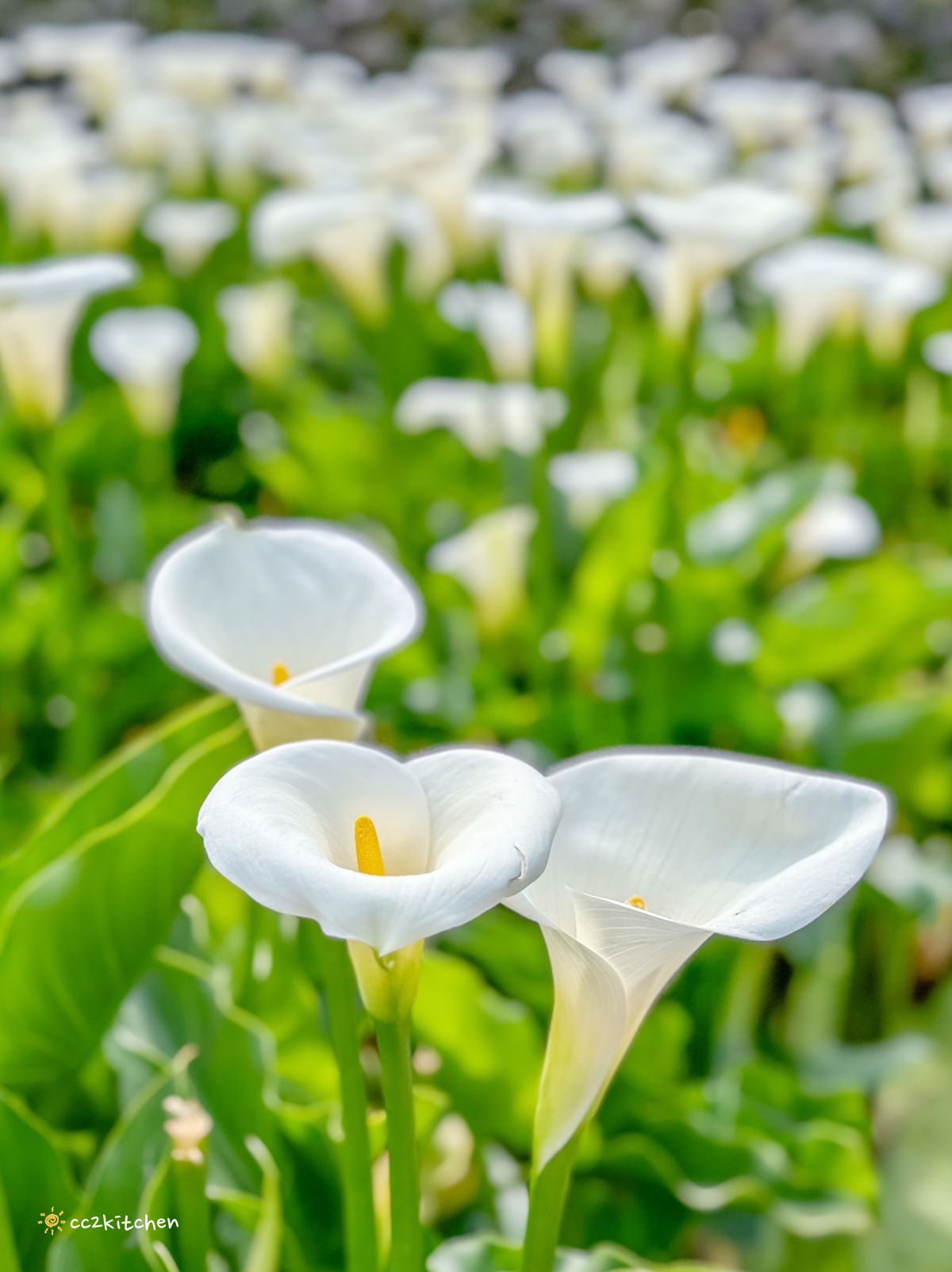 【2024陽明山竹子湖海芋季】名陽匍休閒農莊夢幻海芋田～網美盪鞦韆、童趣發條噗噗車造景，超好拍！入園可帶海芋回家。