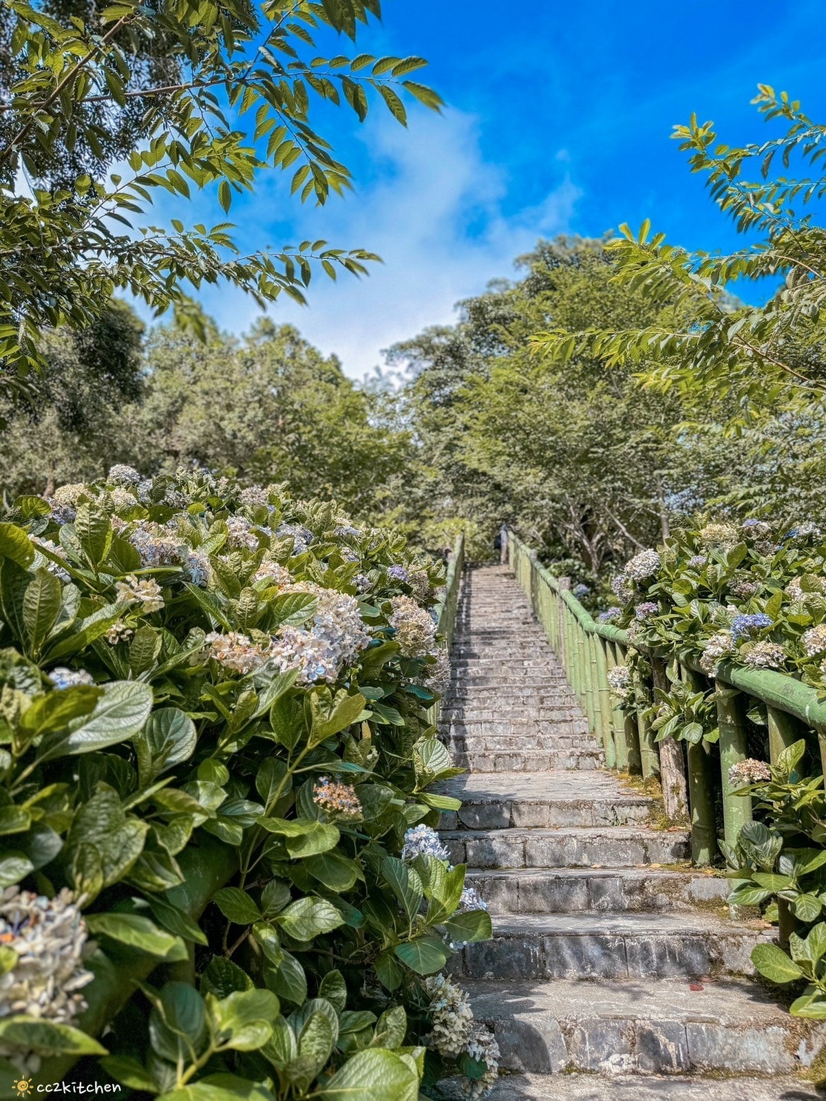 2024台東繡球花盛開中！太麻里金針山「青山農場」夢幻繡球步道，宛如人間仙境！夏日避暑好去處～