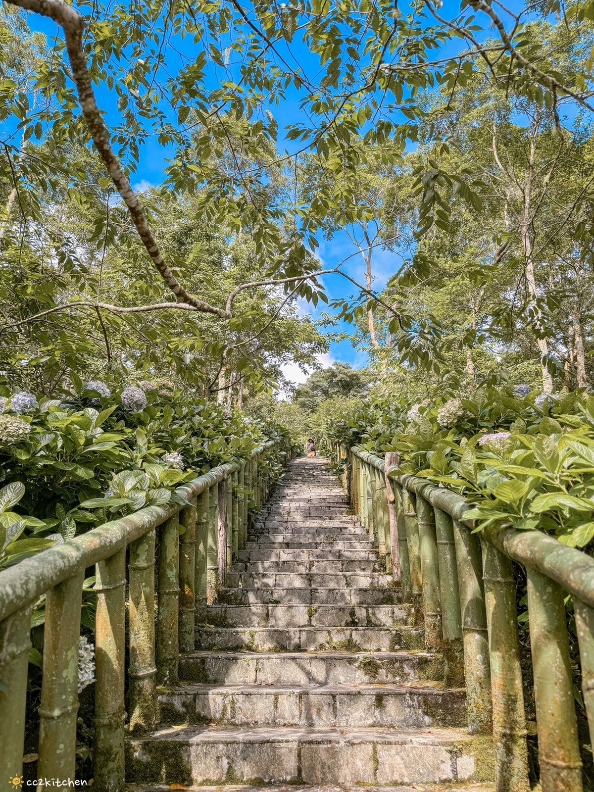 2024台東繡球花盛開中！太麻里金針山「青山農場」夢幻繡球步道，宛如人間仙境！夏日避暑好去處～