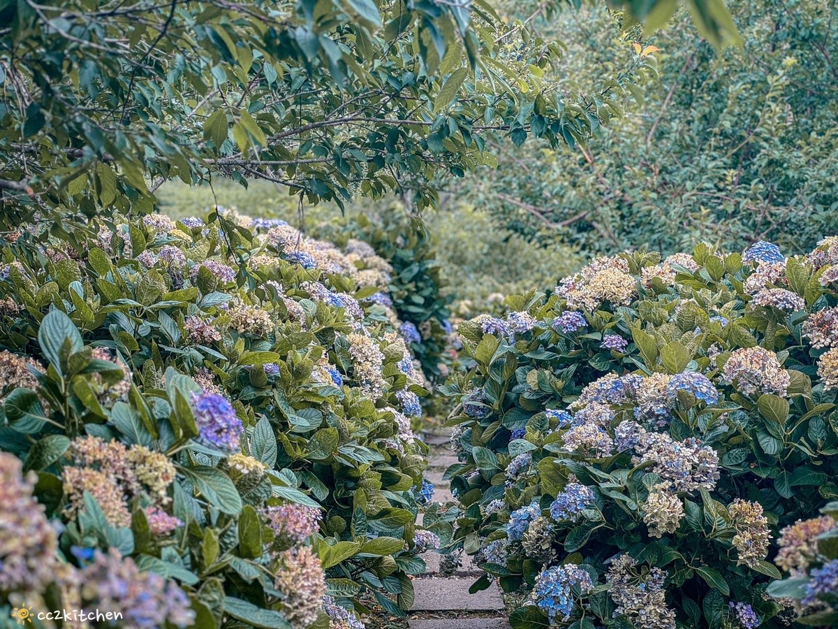 2024台東繡球花盛開中！太麻里金針山「青山農場」夢幻繡球步道，宛如人間仙境！夏日避暑好去處～