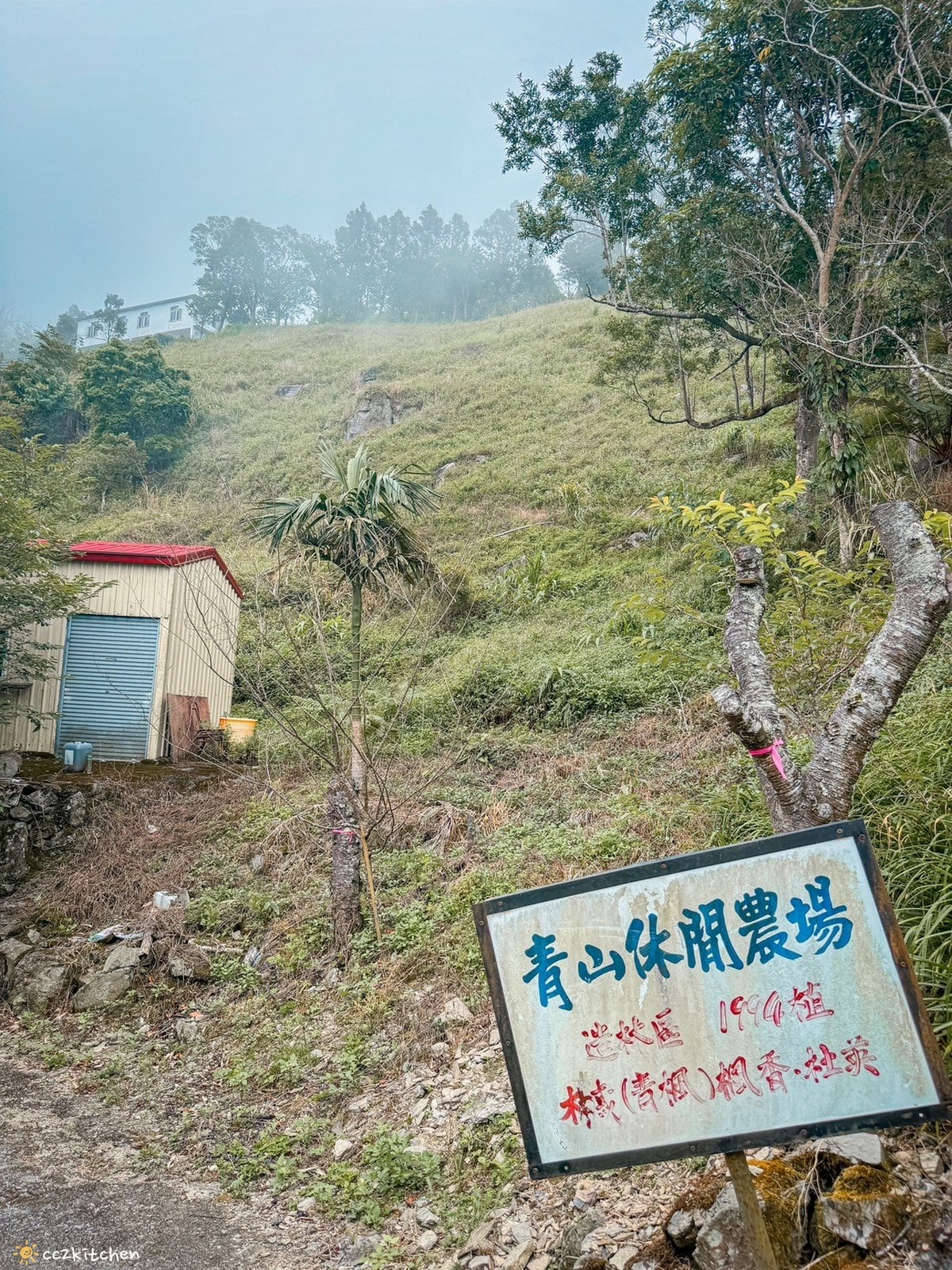 2024台東繡球花盛開中！太麻里金針山「青山農場」夢幻繡球步道，宛如人間仙境！夏日避暑好去處～