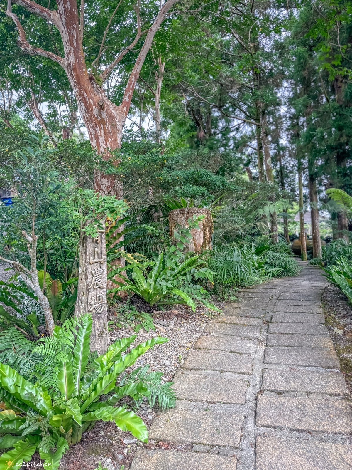 2024台東繡球花盛開中！太麻里金針山「青山農場」夢幻繡球步道，宛如人間仙境！夏日避暑好去處～