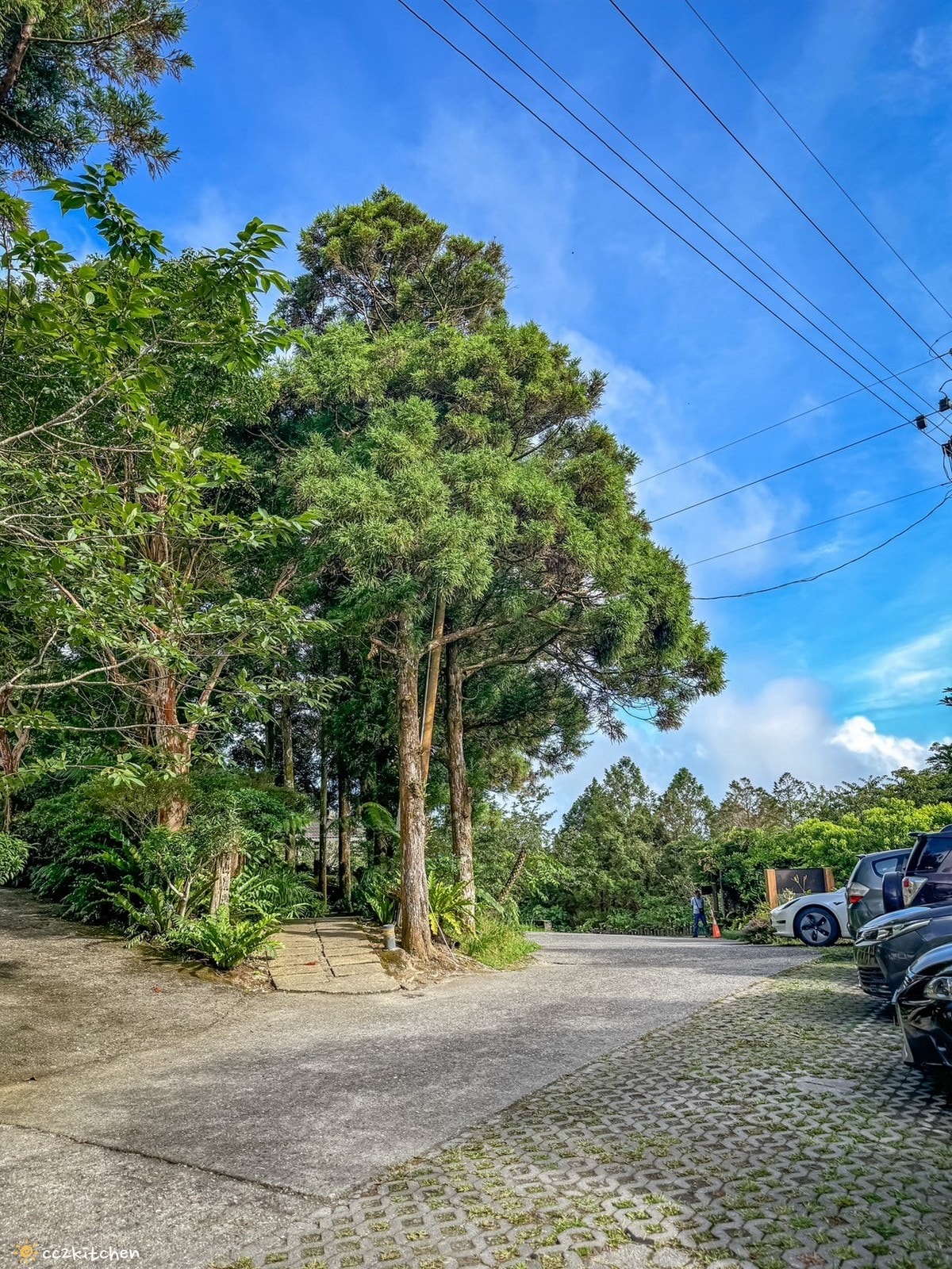 2024台東繡球花盛開中！太麻里金針山「青山農場」夢幻繡球步道，宛如人間仙境！夏日避暑好去處～
