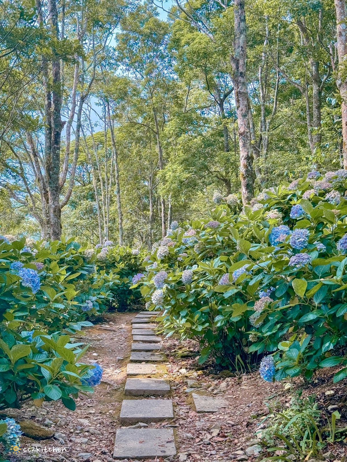 2024台東繡球花盛開中！太麻里金針山「青山農場」夢幻繡球步道，宛如人間仙境！夏日避暑好去處～