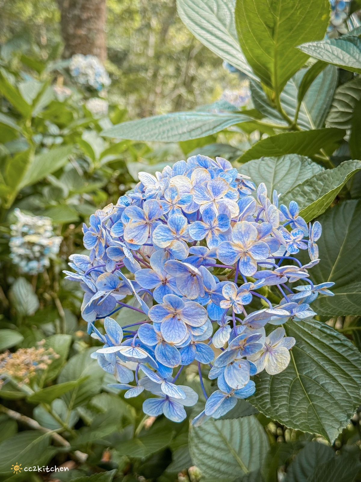 2024台東繡球花盛開中！太麻里金針山「青山農場」夢幻繡球步道，宛如人間仙境！夏日避暑好去處～