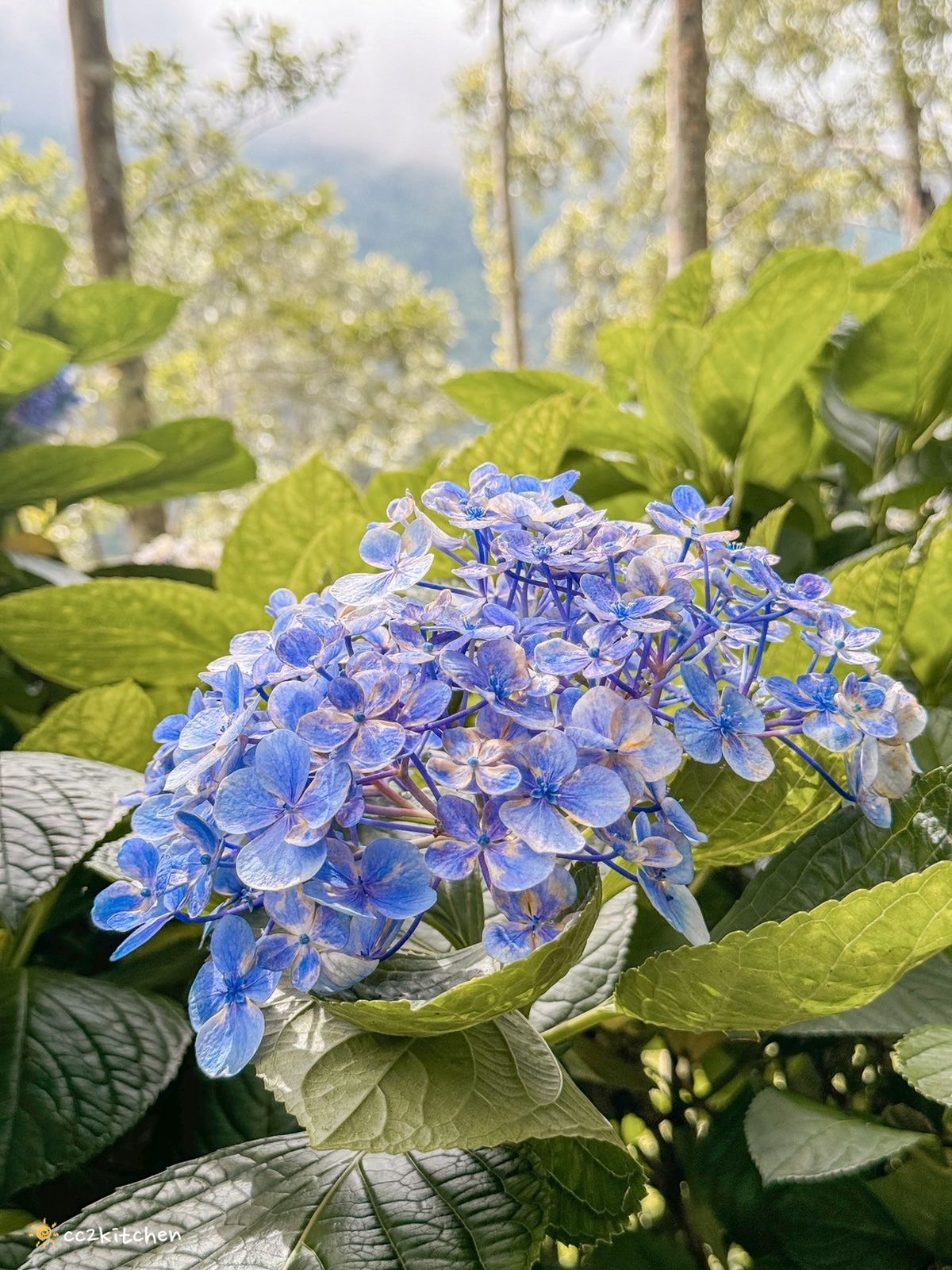 2024台東繡球花盛開中！太麻里金針山「青山農場」夢幻繡球步道，宛如人間仙境！夏日避暑好去處～