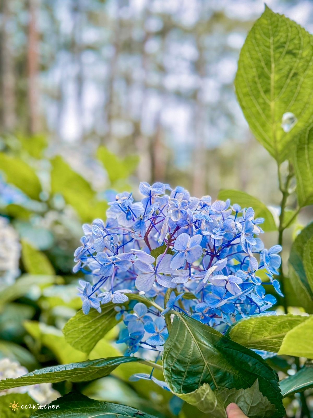 2024台東繡球花盛開中！太麻里金針山「青山農場」夢幻繡球步道，宛如人間仙境！夏日避暑好去處～