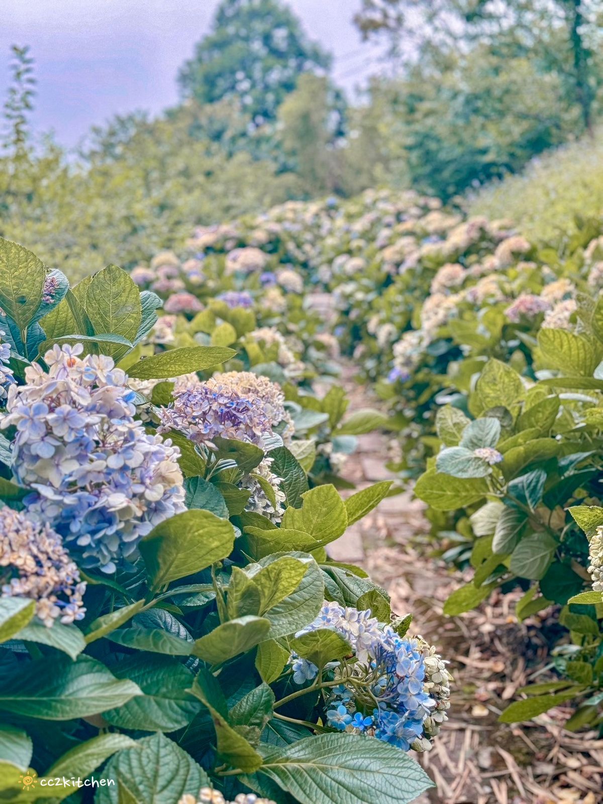 2024台東繡球花盛開中！太麻里金針山「青山農場」夢幻繡球步道，宛如人間仙境！夏日避暑好去處～