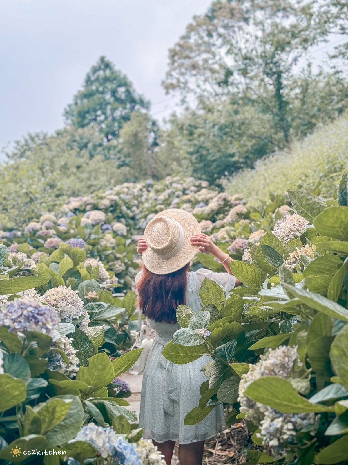 2024台東繡球花盛開中！太麻里金針山「青山農場」夢幻繡球步道，宛如人間仙境！夏日避暑好去處～