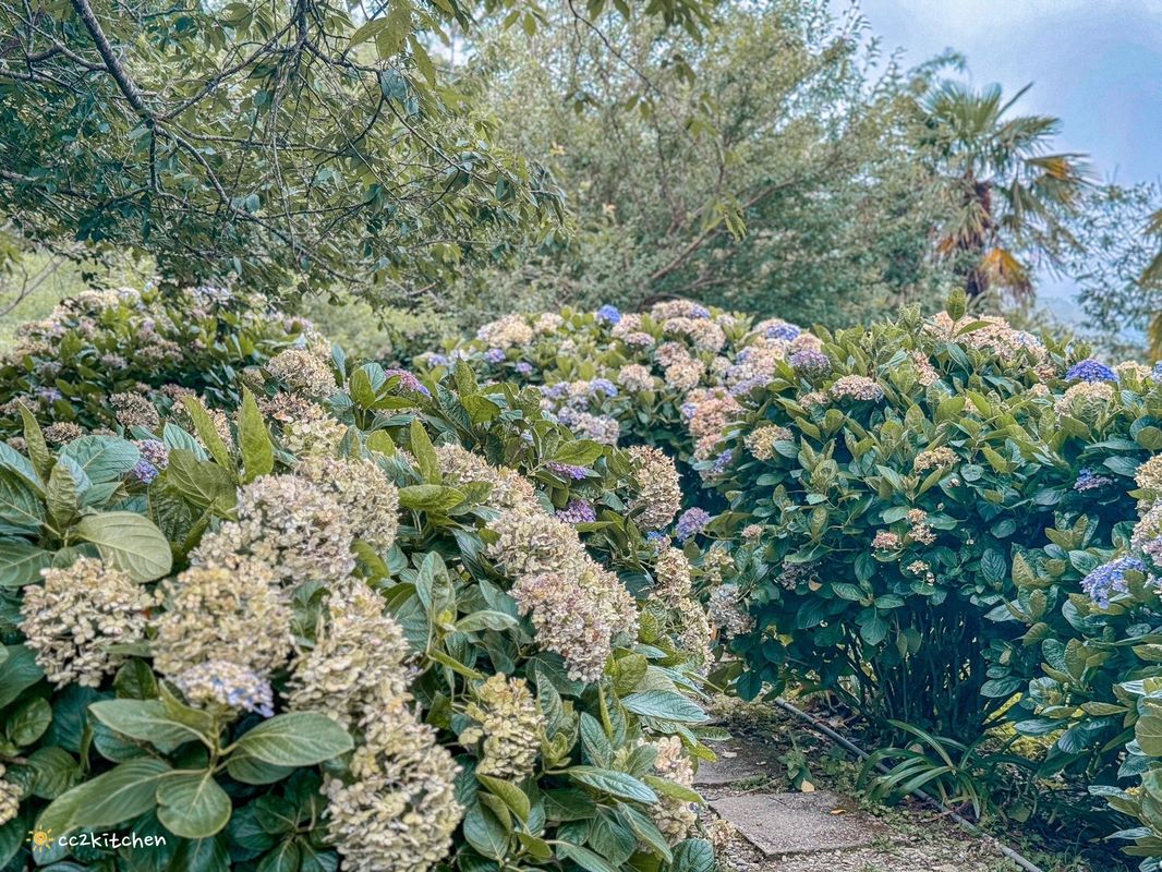 2024台東繡球花盛開中！太麻里金針山「青山農場」夢幻繡球步道，宛如人間仙境！夏日避暑好去處～