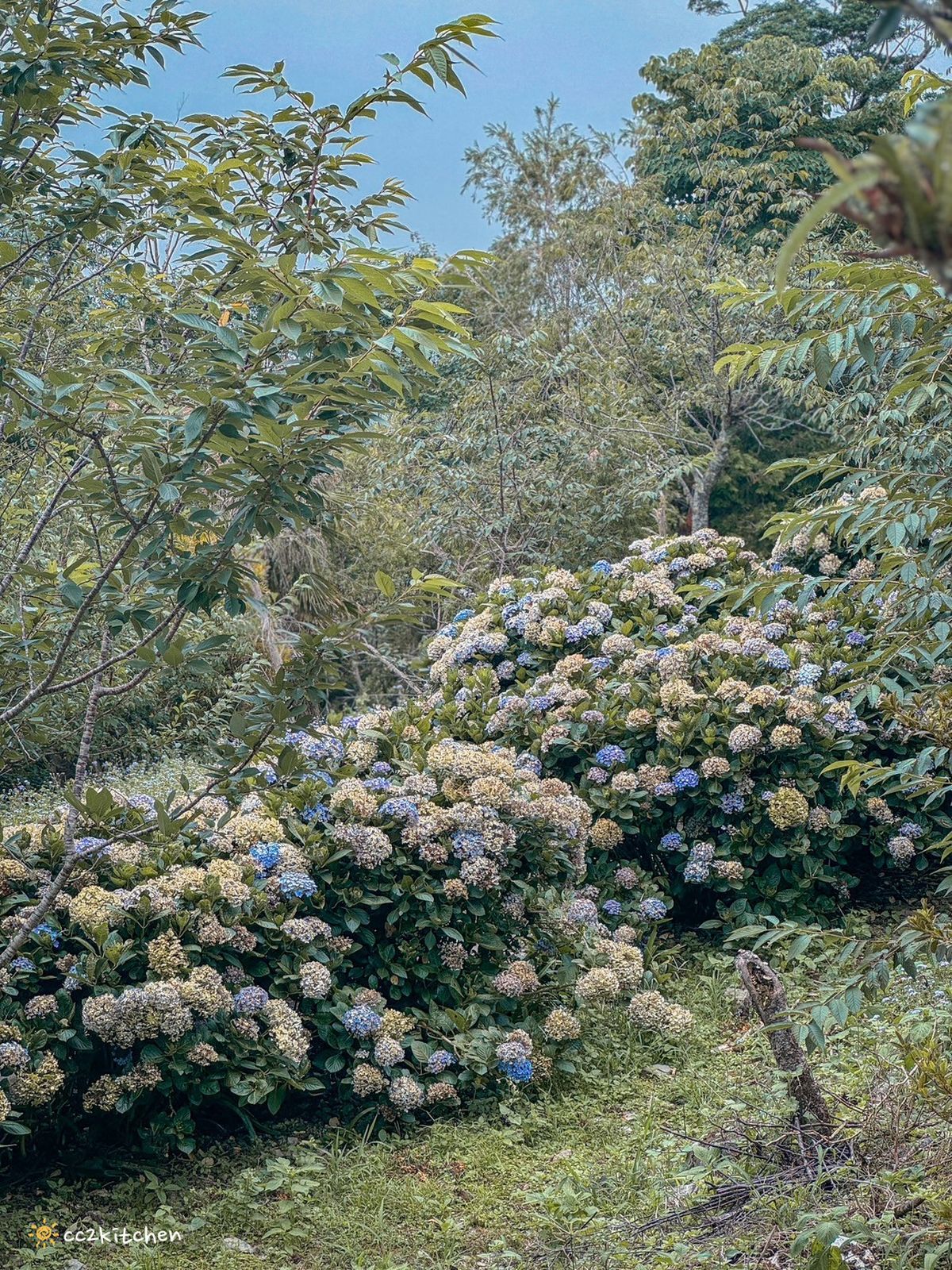 2024台東繡球花盛開中！太麻里金針山「青山農場」夢幻繡球步道，宛如人間仙境！夏日避暑好去處～