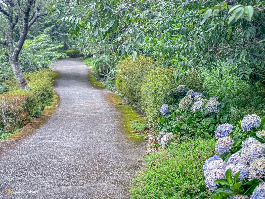 2024台東繡球花盛開中！太麻里金針山「青山農場」夢幻繡球步道，宛如人間仙境！夏日避暑好去處～