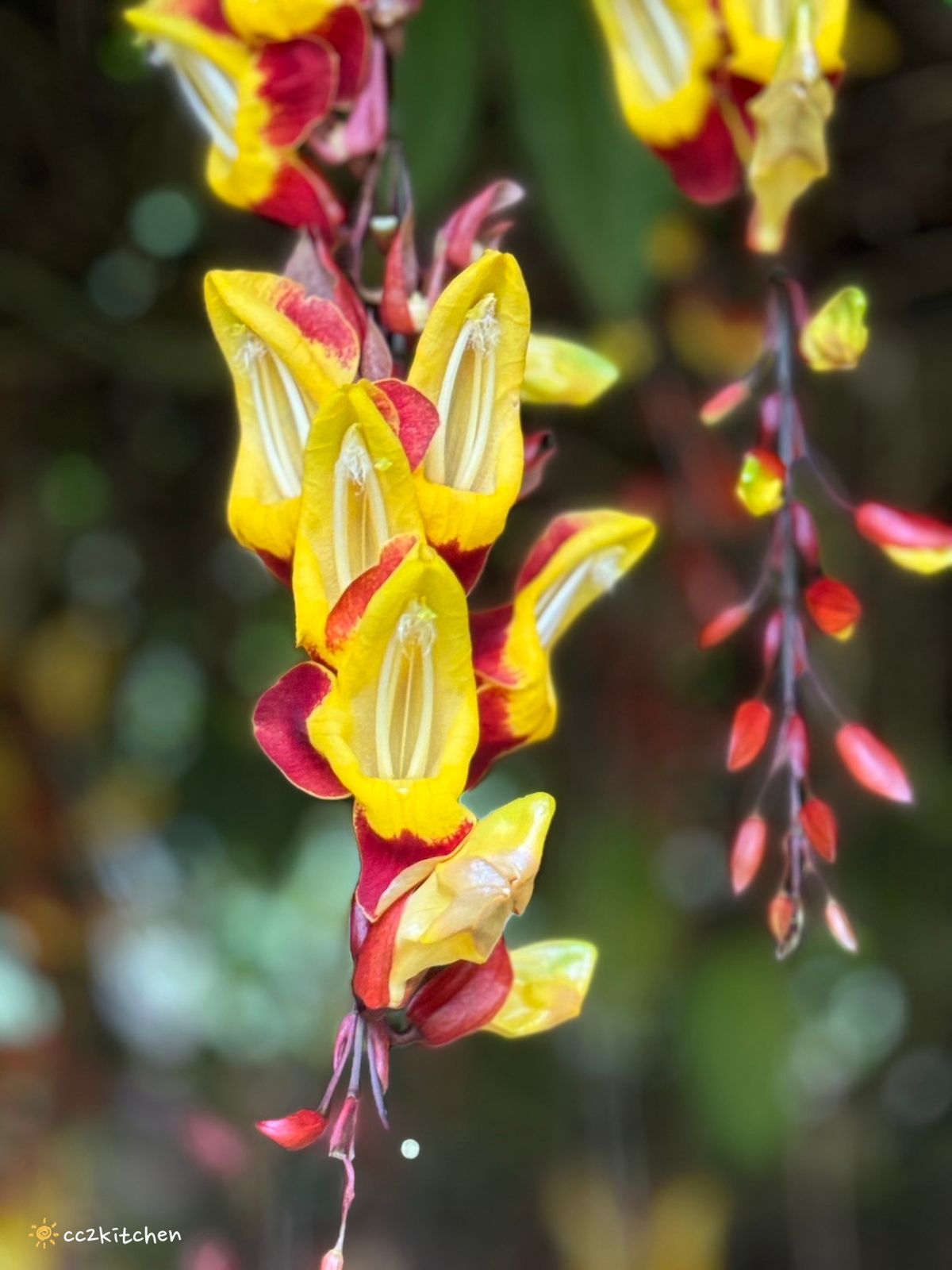 2024台東繡球花盛開中！太麻里金針山「青山農場」夢幻繡球步道，宛如人間仙境！夏日避暑好去處～
