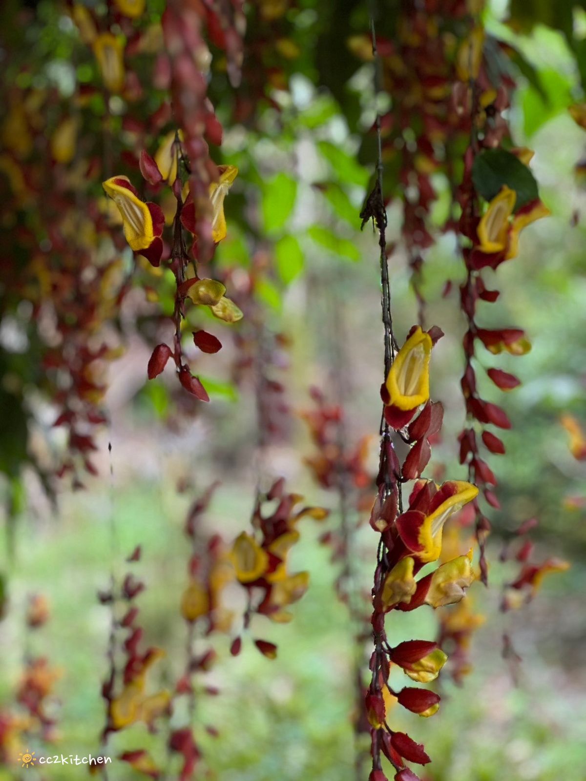 2024台東繡球花盛開中！太麻里金針山「青山農場」夢幻繡球步道，宛如人間仙境！夏日避暑好去處～