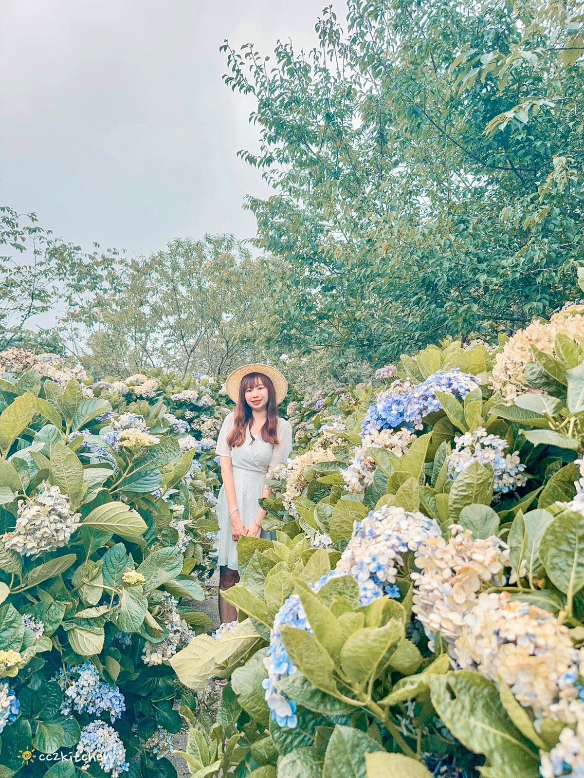 2024台東繡球花盛開中！太麻里金針山「青山農場」夢幻繡球步道，宛如人間仙境！夏日避暑好去處～