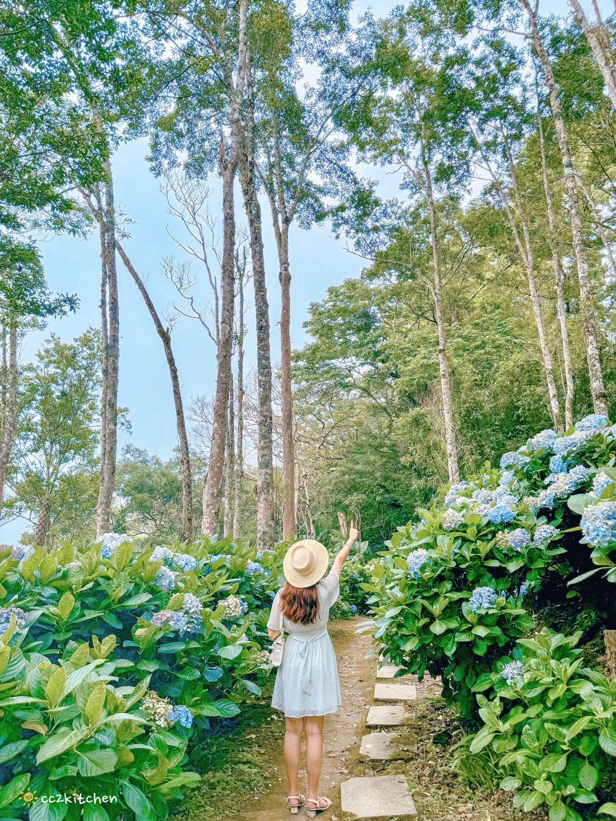 2024台東繡球花盛開中！太麻里金針山「青山農場」夢幻繡球步道，宛如人間仙境！夏日避暑好去處～
