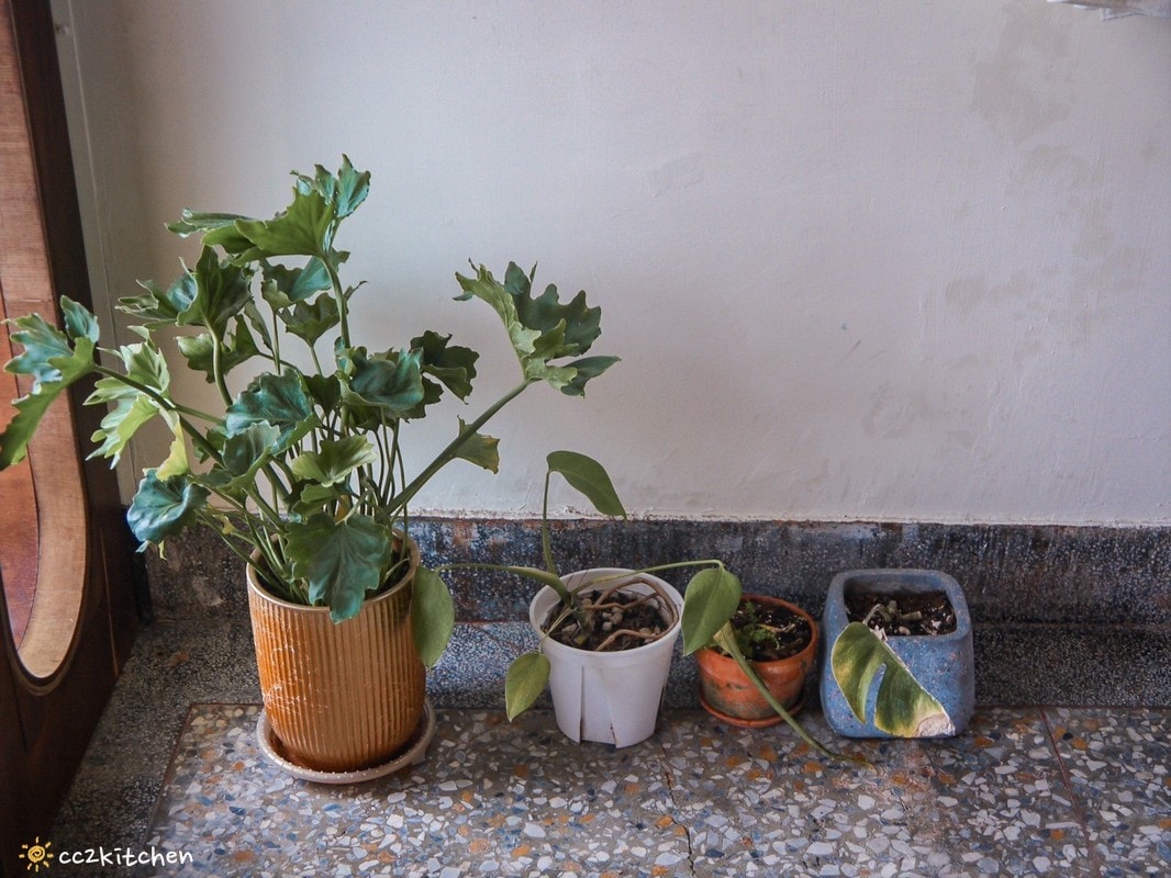 台東咖啡「大酥老公」從北平街搬到更生路的大酥2.0，台東超人氣鐵盒奶油酥餅伴手禮、質感老屋咖啡廳。