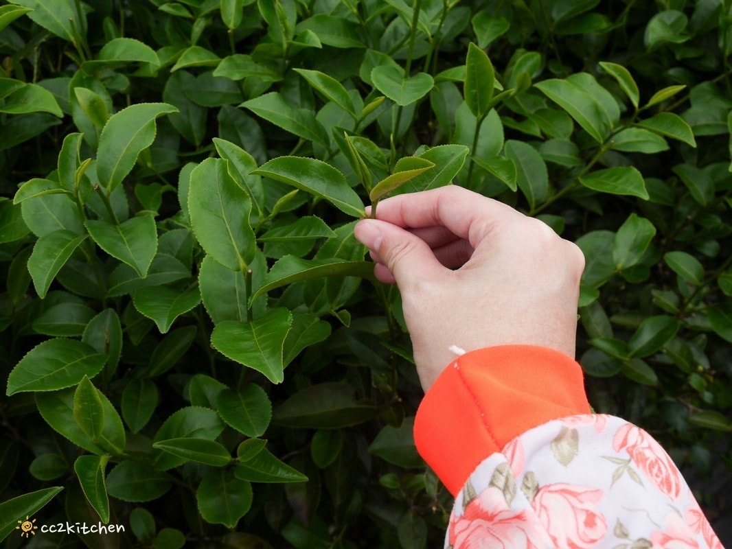 【2026台東初鹿一日遊】初鹿美食景點旅遊指南～一日茶農採茶趣、藥草火鍋吃到飽、深山裡的柴燒陶藝、釋迦鑰匙圈DIY ！