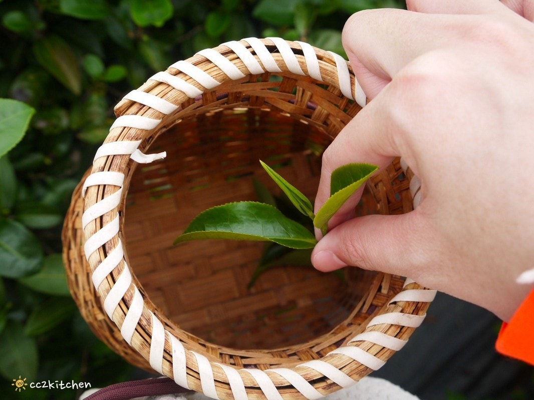 【2026台東初鹿一日遊】初鹿美食景點旅遊指南～一日茶農採茶趣、藥草火鍋吃到飽、深山裡的柴燒陶藝、釋迦鑰匙圈DIY ！