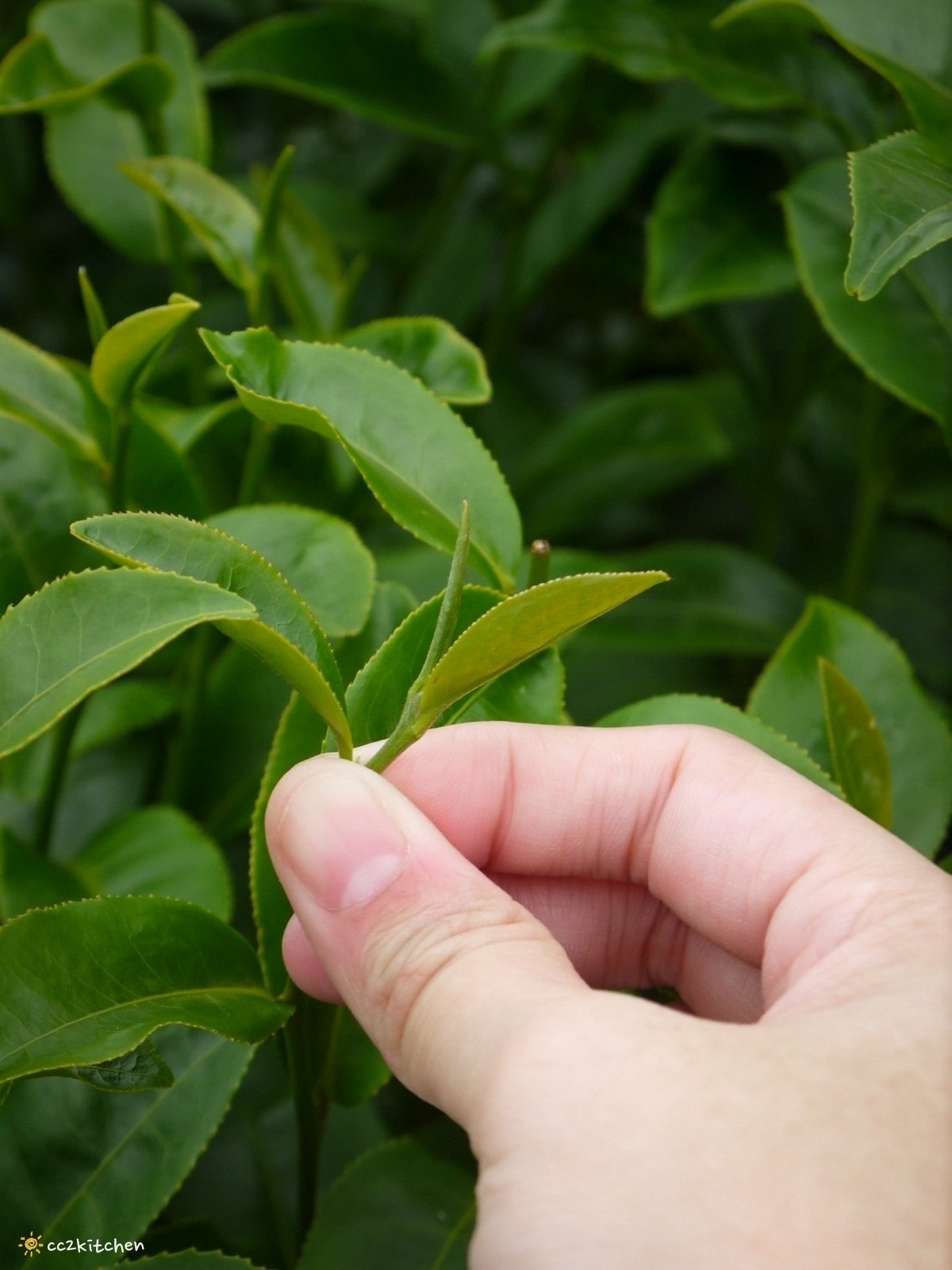 【2026台東初鹿一日遊】初鹿美食景點旅遊指南～一日茶農採茶趣、藥草火鍋吃到飽、深山裡的柴燒陶藝、釋迦鑰匙圈DIY ！